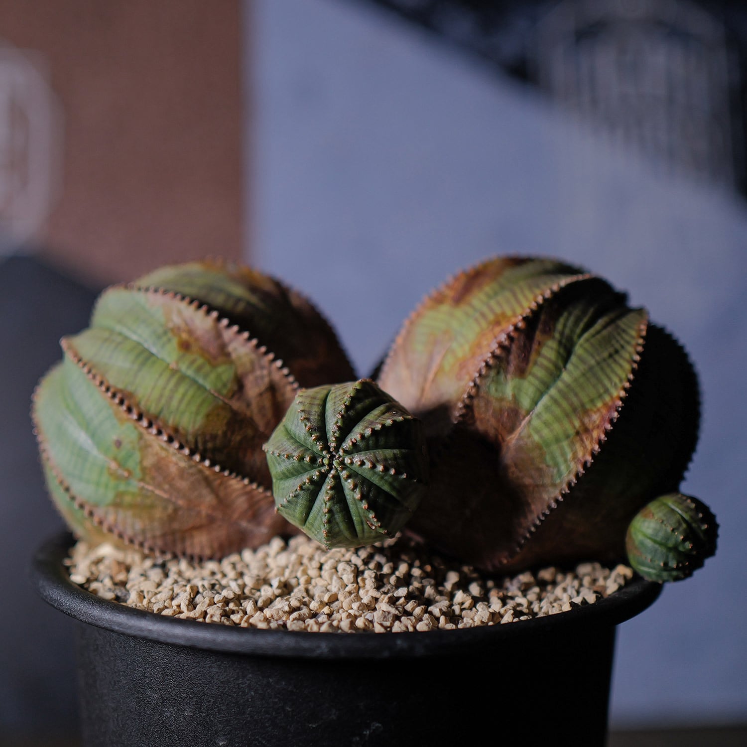 【超厳選株】ヴィンテージ 超大株 最大幅 約17cm ダブルヘッド 仔吹き オベサ / ユーフォルビア 木質化