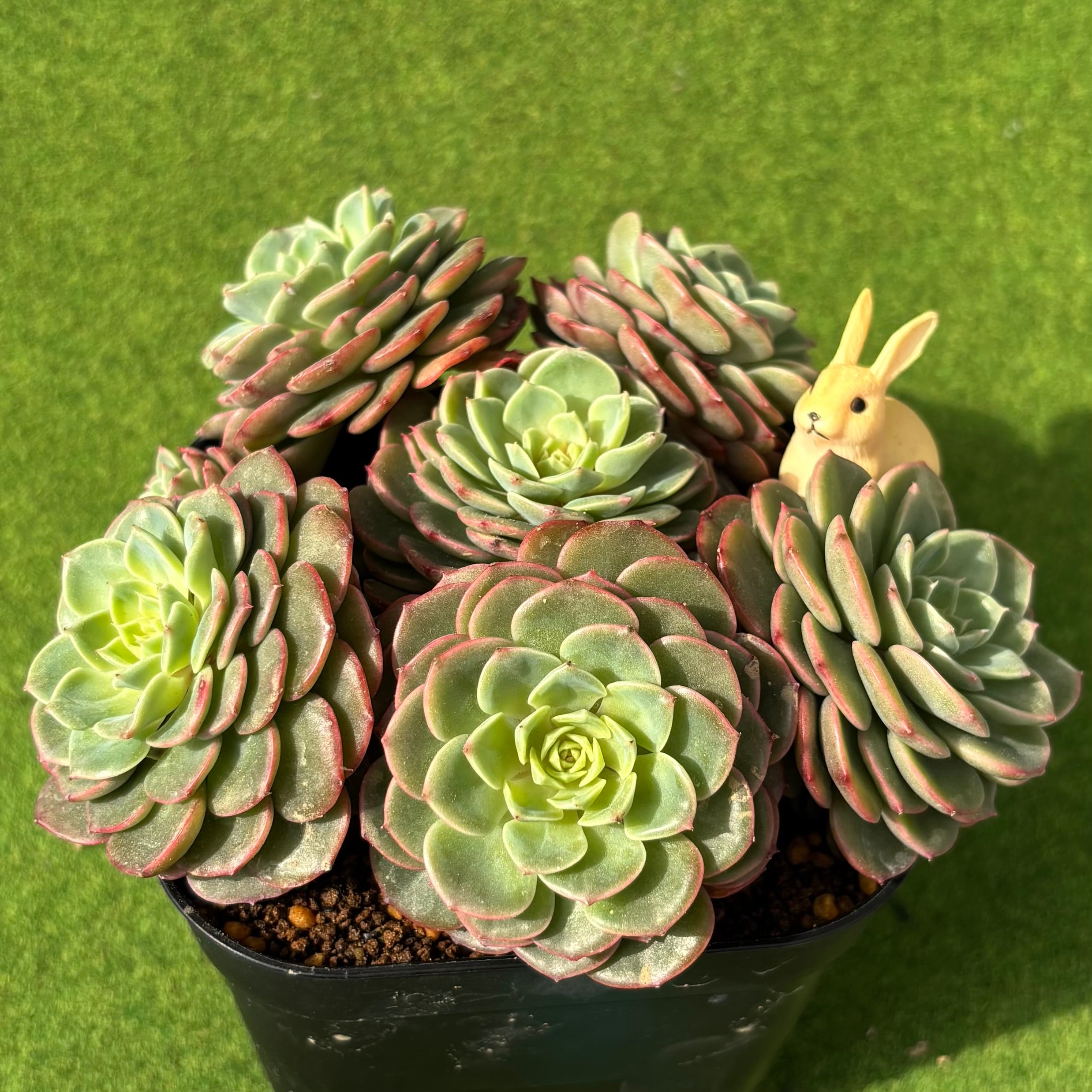 多肉植物 エケベリア ミツ 2カット ミア 2号ポット 多肉植物 エケベリア | Pay ID