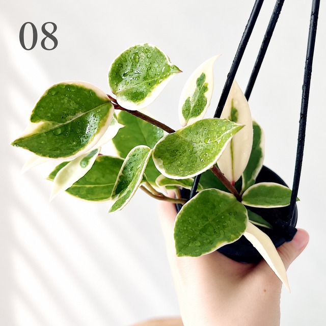 ホヤ カルノーサ リップカラー 観葉植物 calm cafe