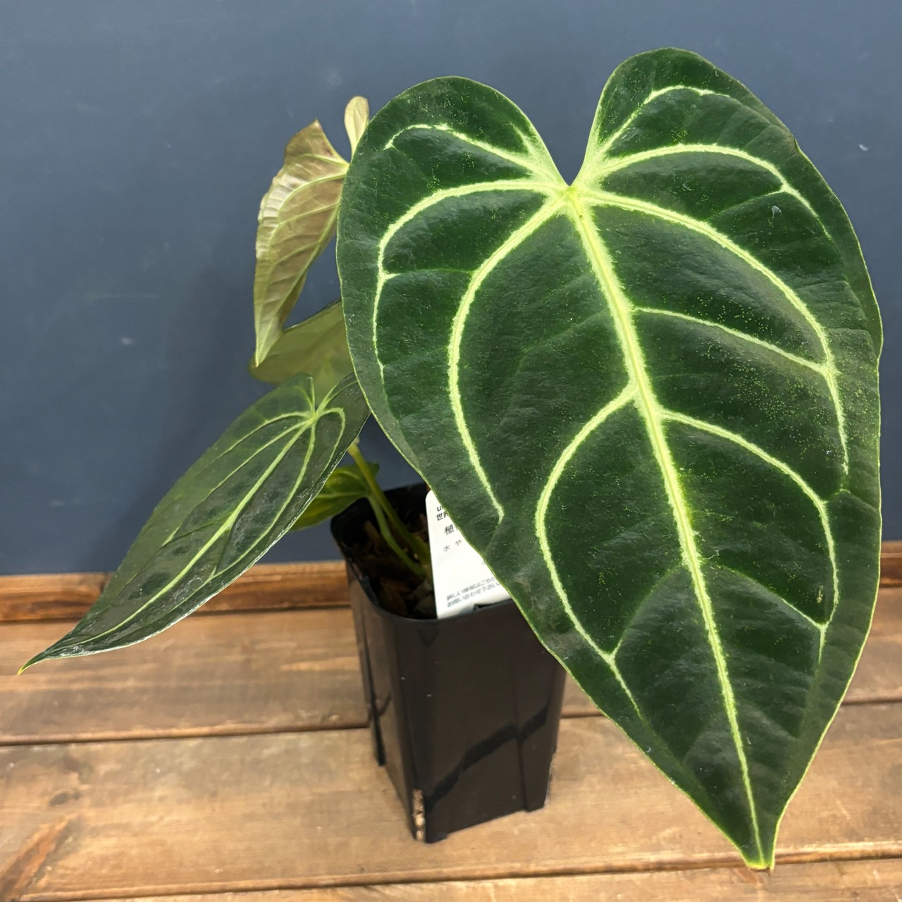 アンスリウム レガレ【518】