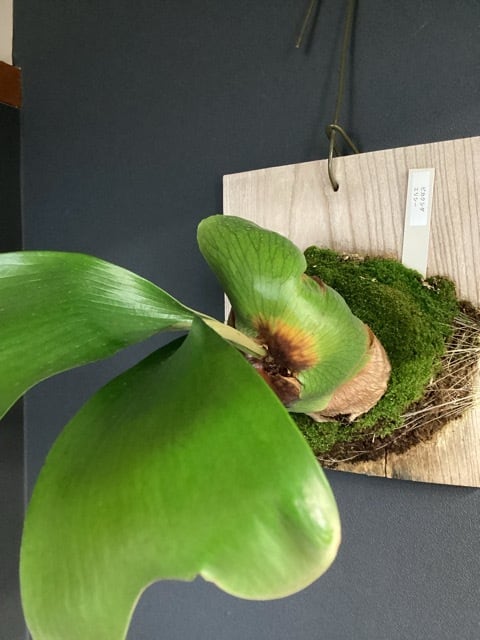 着生植物 | hanabisou