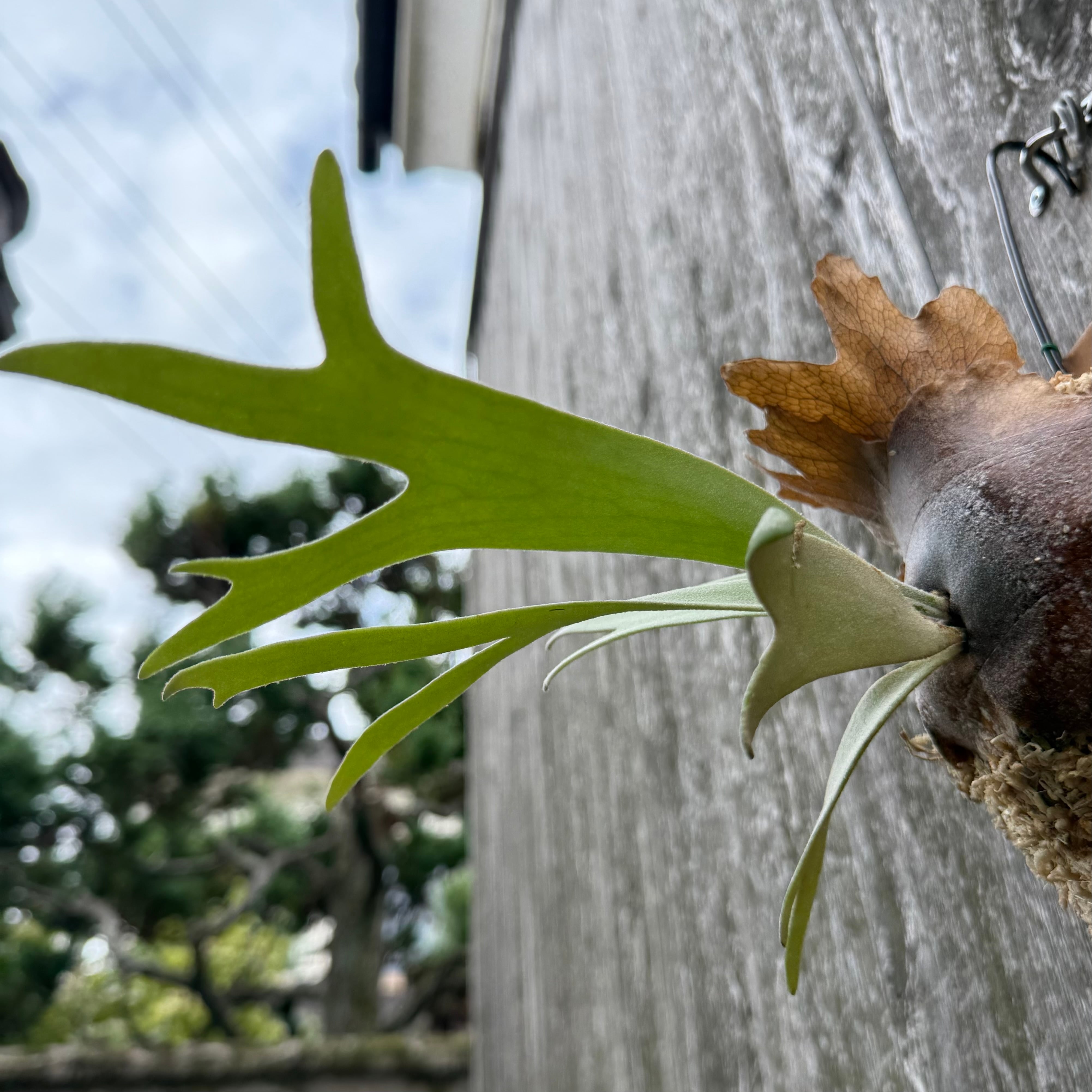 P. willinckii YAL (Mix Sporeling) | naturefix