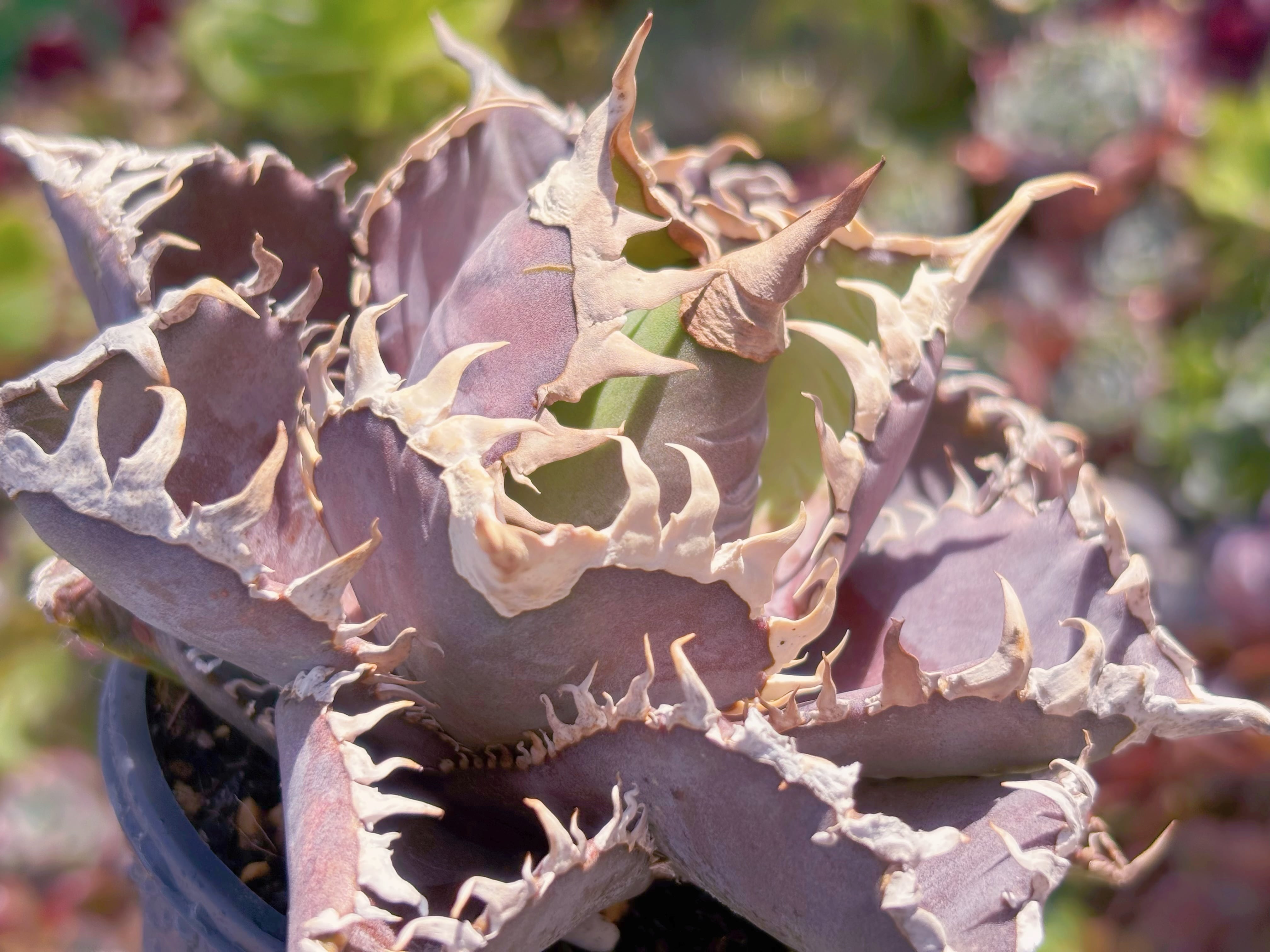 現品　アガベ　Agave Titanota “Red Lion”#609　新入荷　るる農園