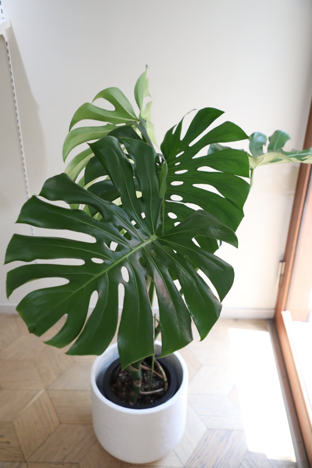 L/123cm】モンステラ アダンソニー/monstera | 【厳選植物・器】MIDORI