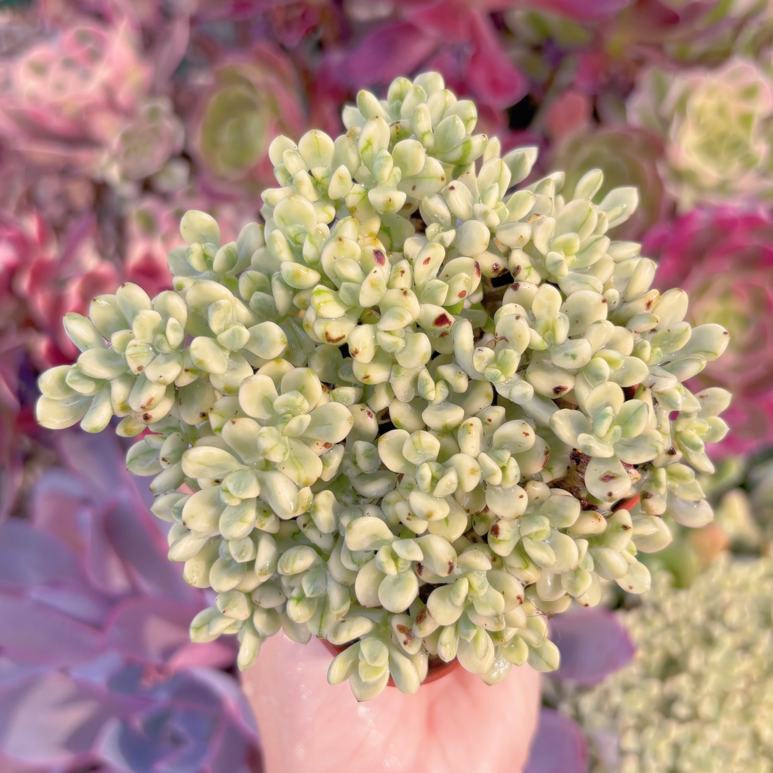 現品　マイキーシュガー錦#343　るる農園