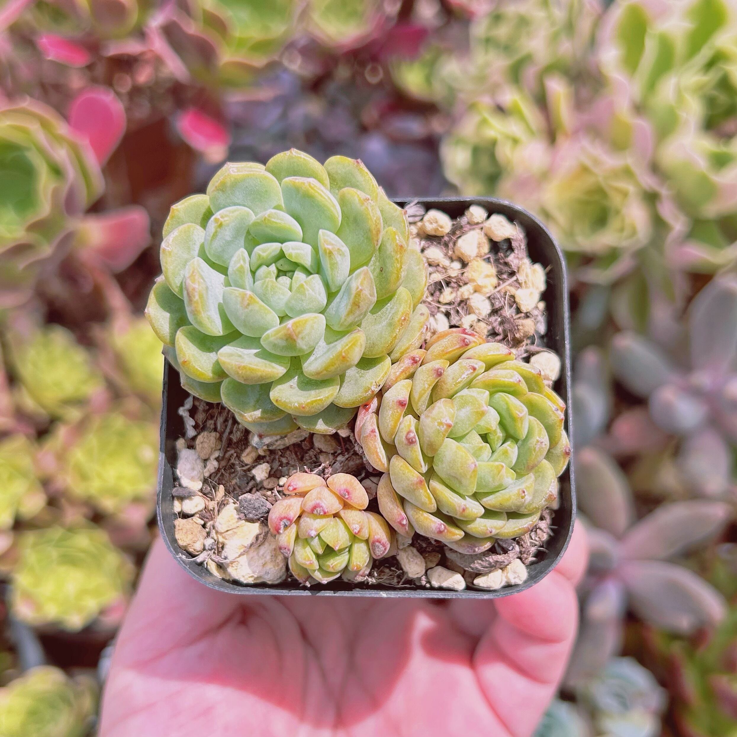 現物　多肉植物　ハニーバード　抜き苗