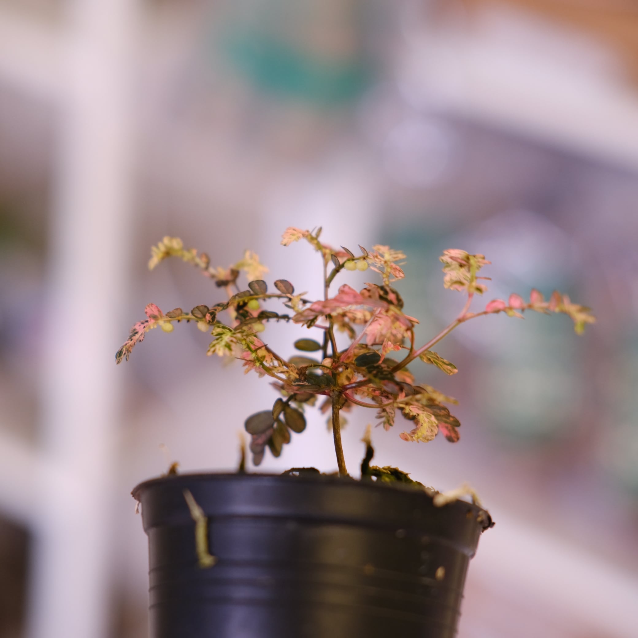 Phyllanthus urinaria 'Pink Variegated'│フィランサス・ウリナリア