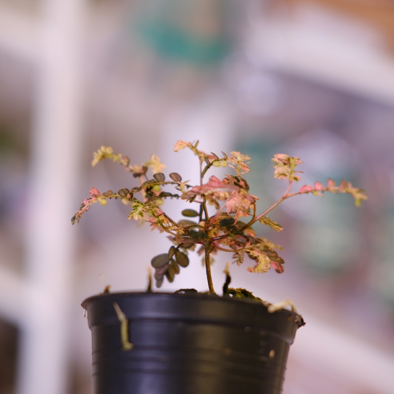 Phyllanthus urinaria 'Pink Variegated'│フィランサス・ウリナリア ピンク斑入り②│観葉植物