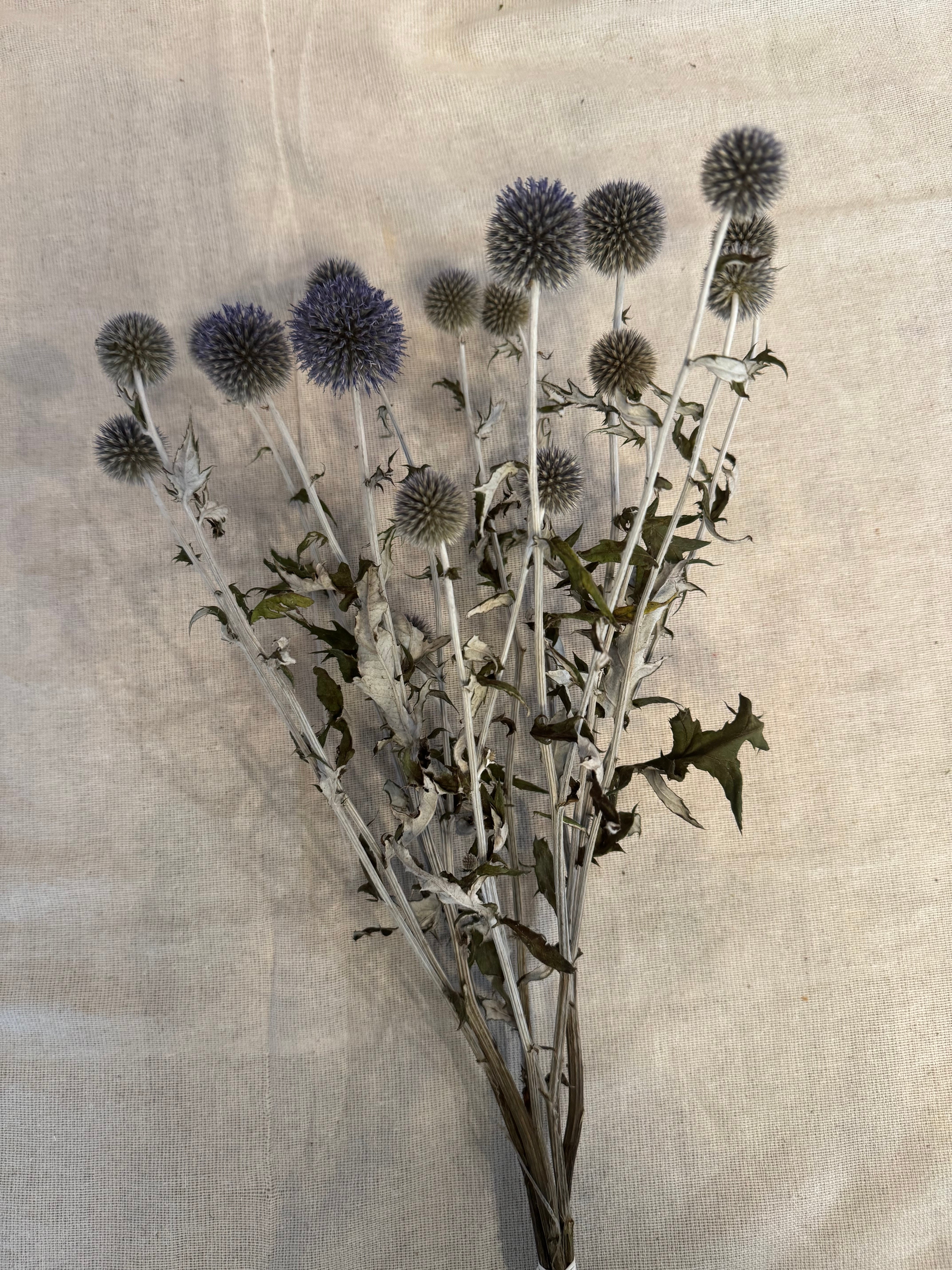 ルリ玉アザミ ドライ | 太陽樹林