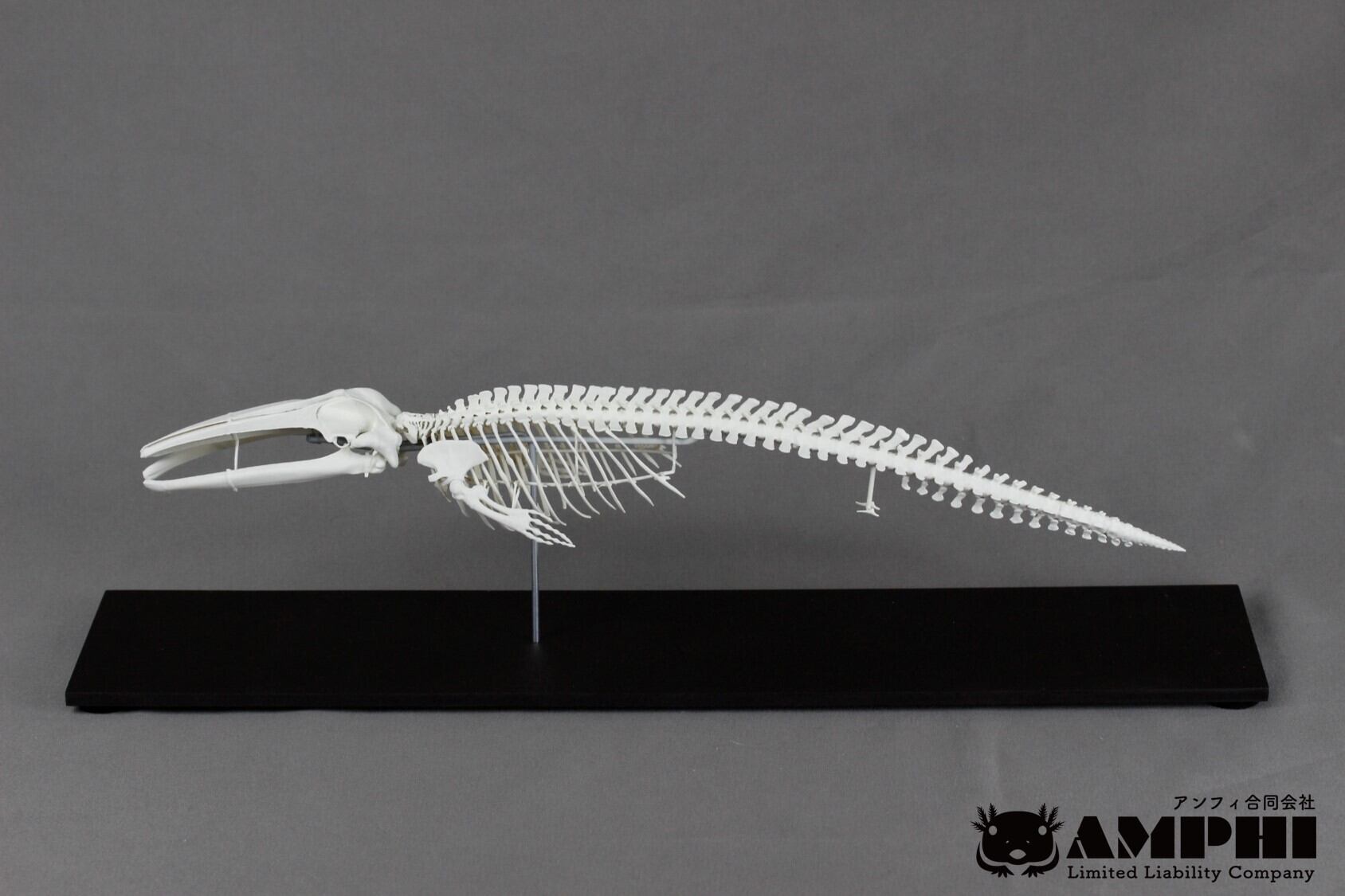ナガスクジラ 縮小全身骨格レプリカ Fin whale, miniature whole body