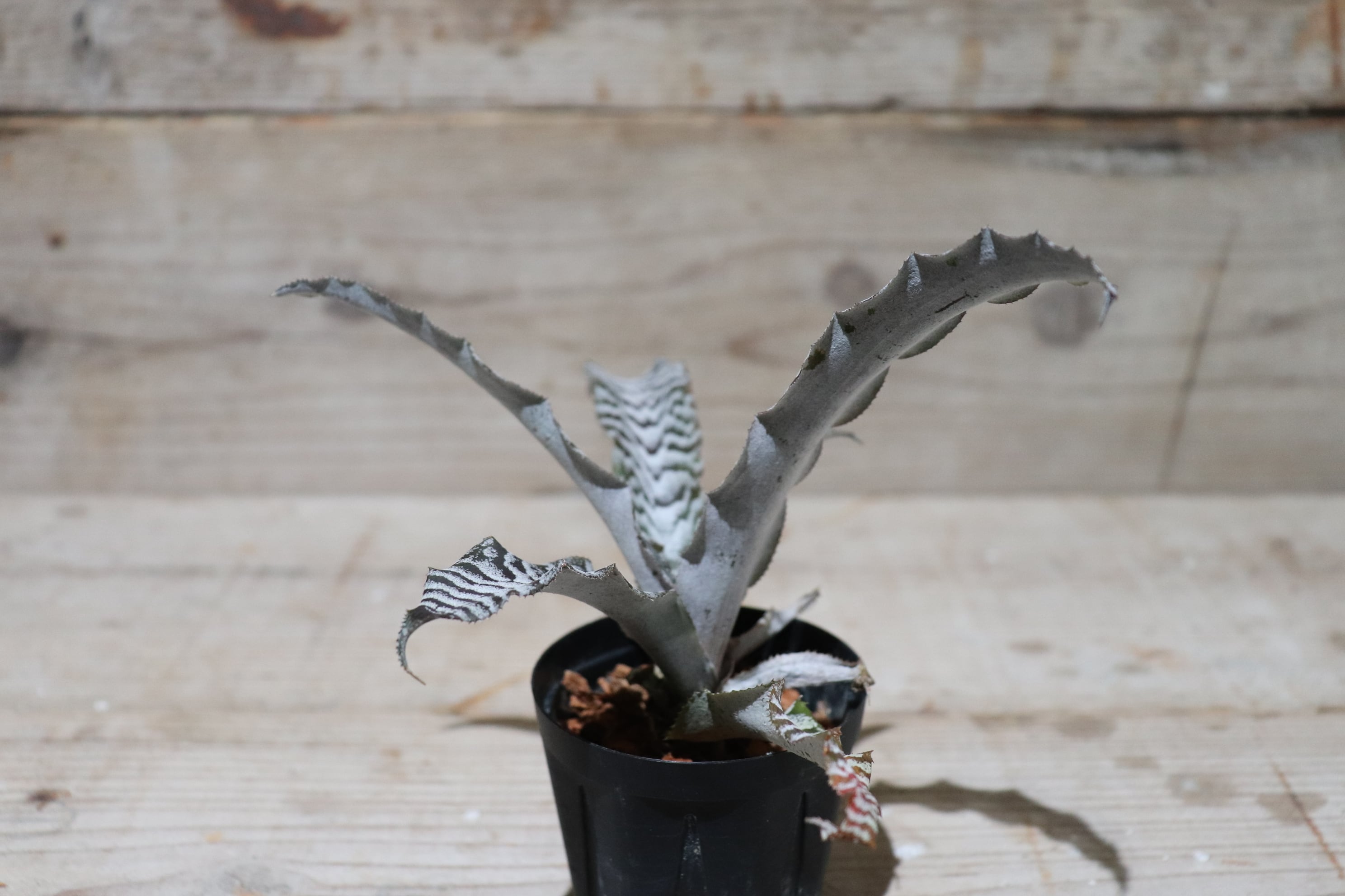 Request】Cryptanthus 'Absolute Zero'〔クリプタンサス〕現品発送