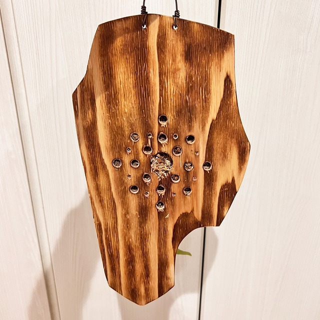 ビカクシダ ウィリンキー 板付 【観葉植物 室内 コウモリラン】