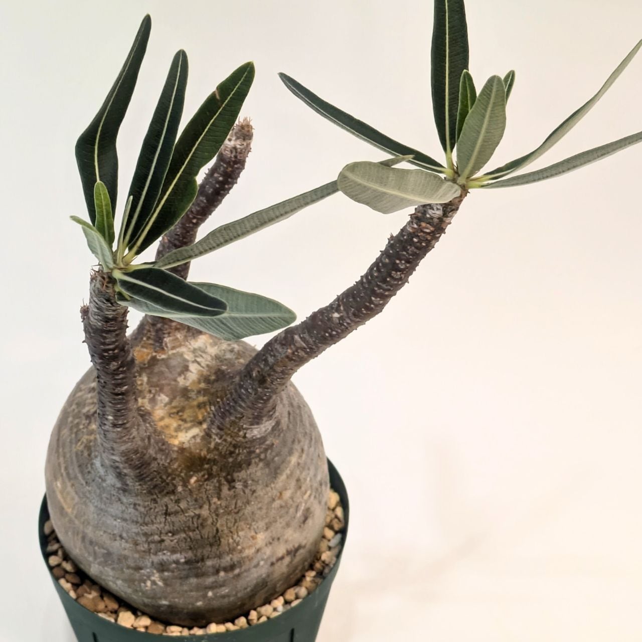 パキポディウム ロスラーツム グラキリス Pachypodium rosulatum var
