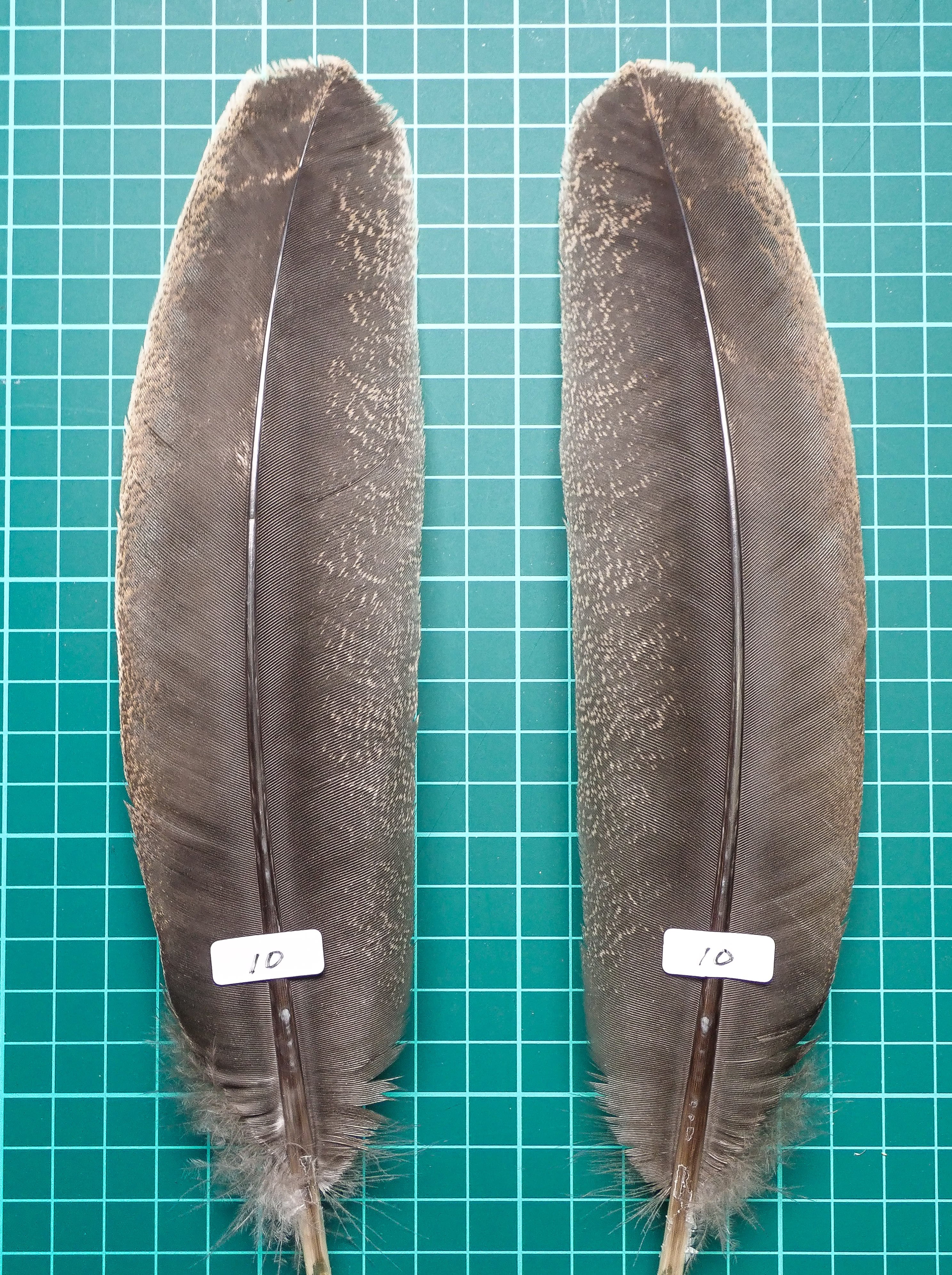 ナチュラルターキクイル.ダイドターキクイル.ヘェザントクイル AFSセレクト Turkey Quills / ターキー クイル AAグレード