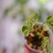 Monstera adansonii Mottled / モンステラ アダンソニー ミント㉘ / 観葉植物