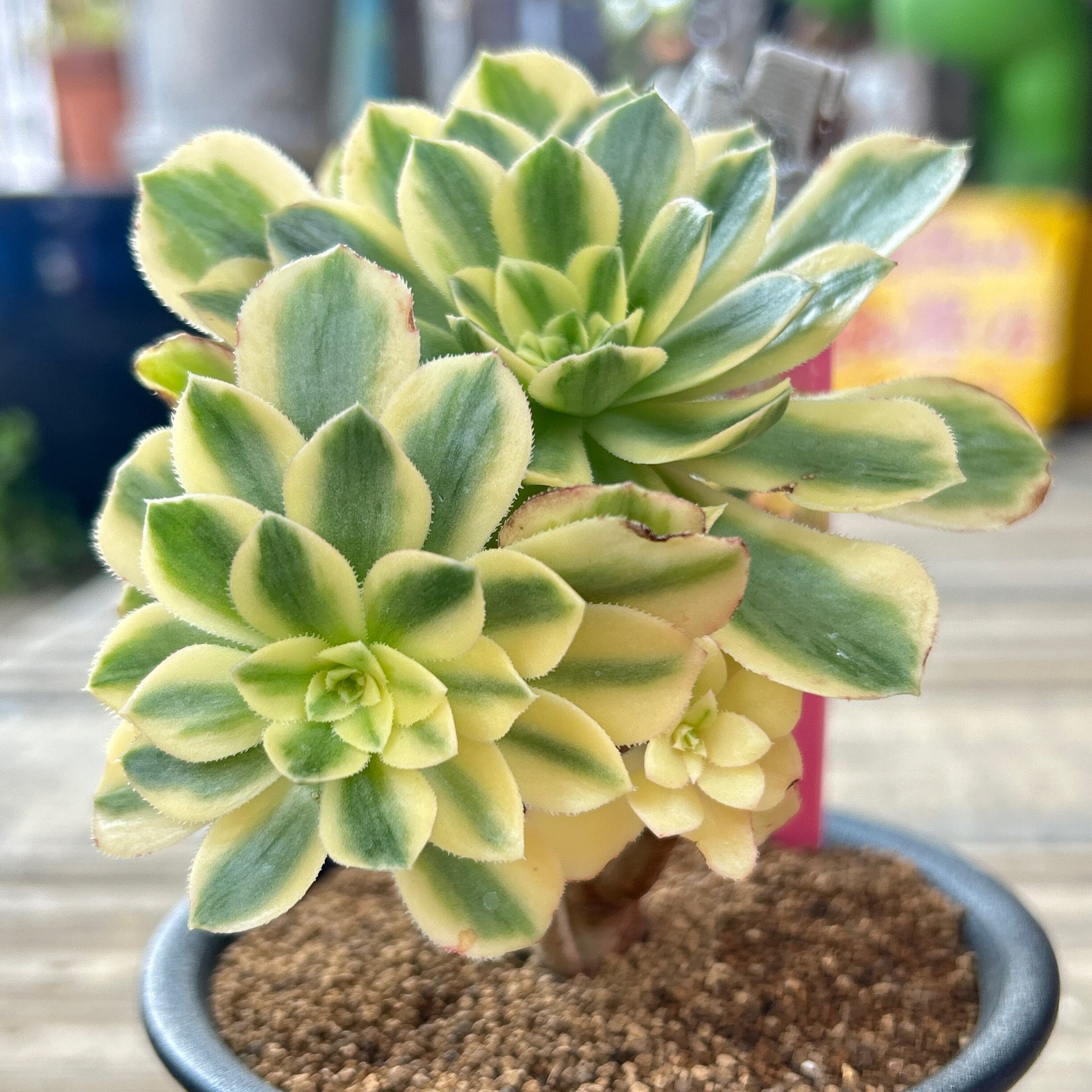 碧玉(アエオニウム) 韓国苗 | RuPo 多肉植物専門店