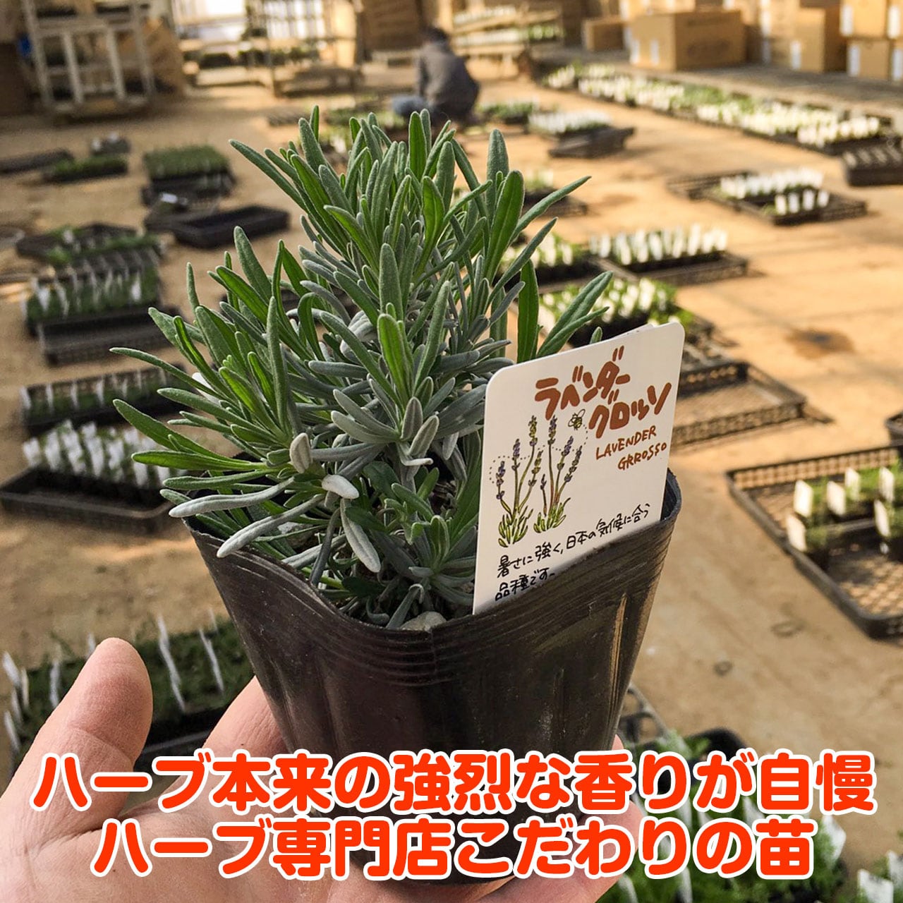 ラベンダー グロッソ ハーブ 苗 10.5cm | ハーブ苗のポタジェガーデン 本店