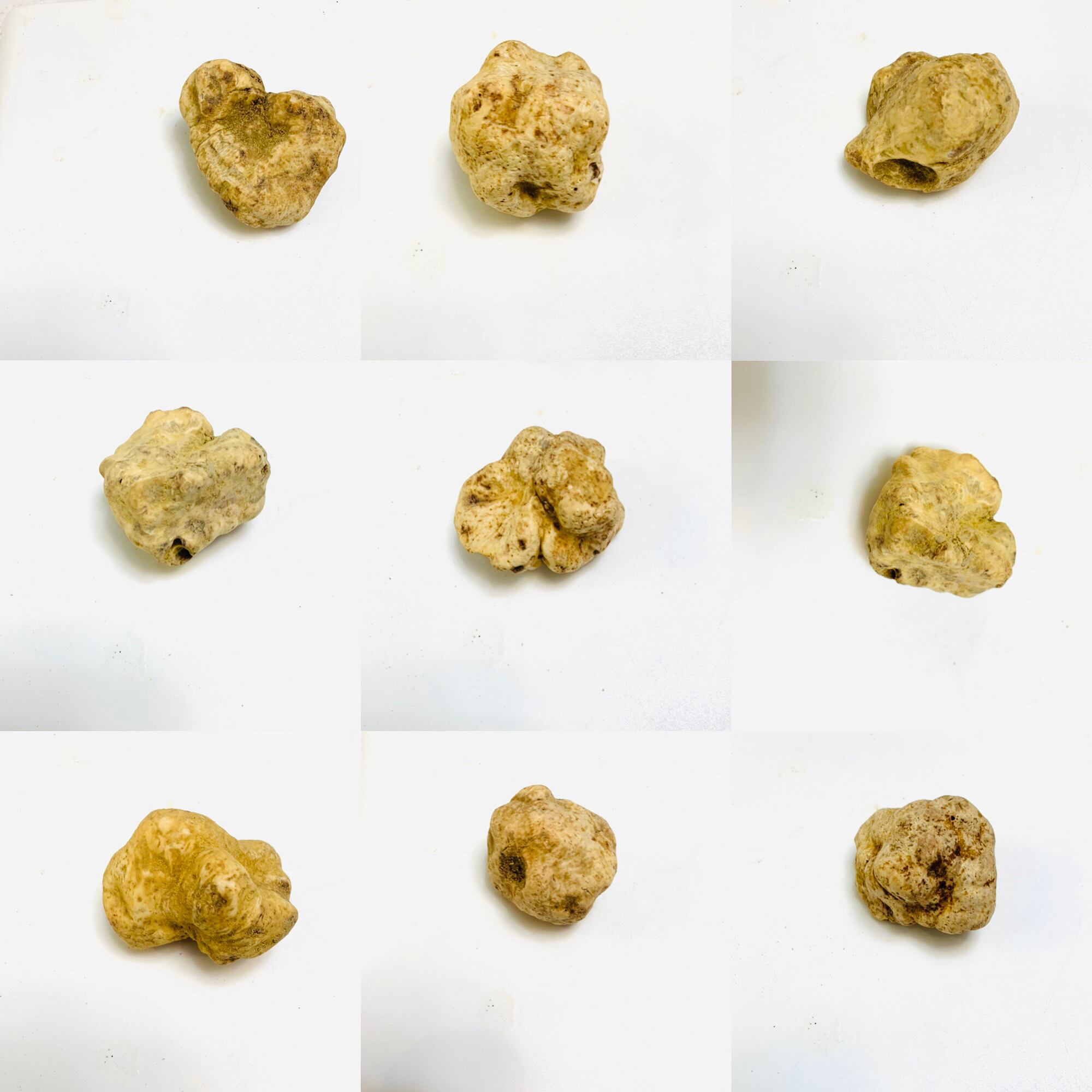 Piccolina】15～19gの粒・白トリュフ | FRESH TRUFFLE JAPAN