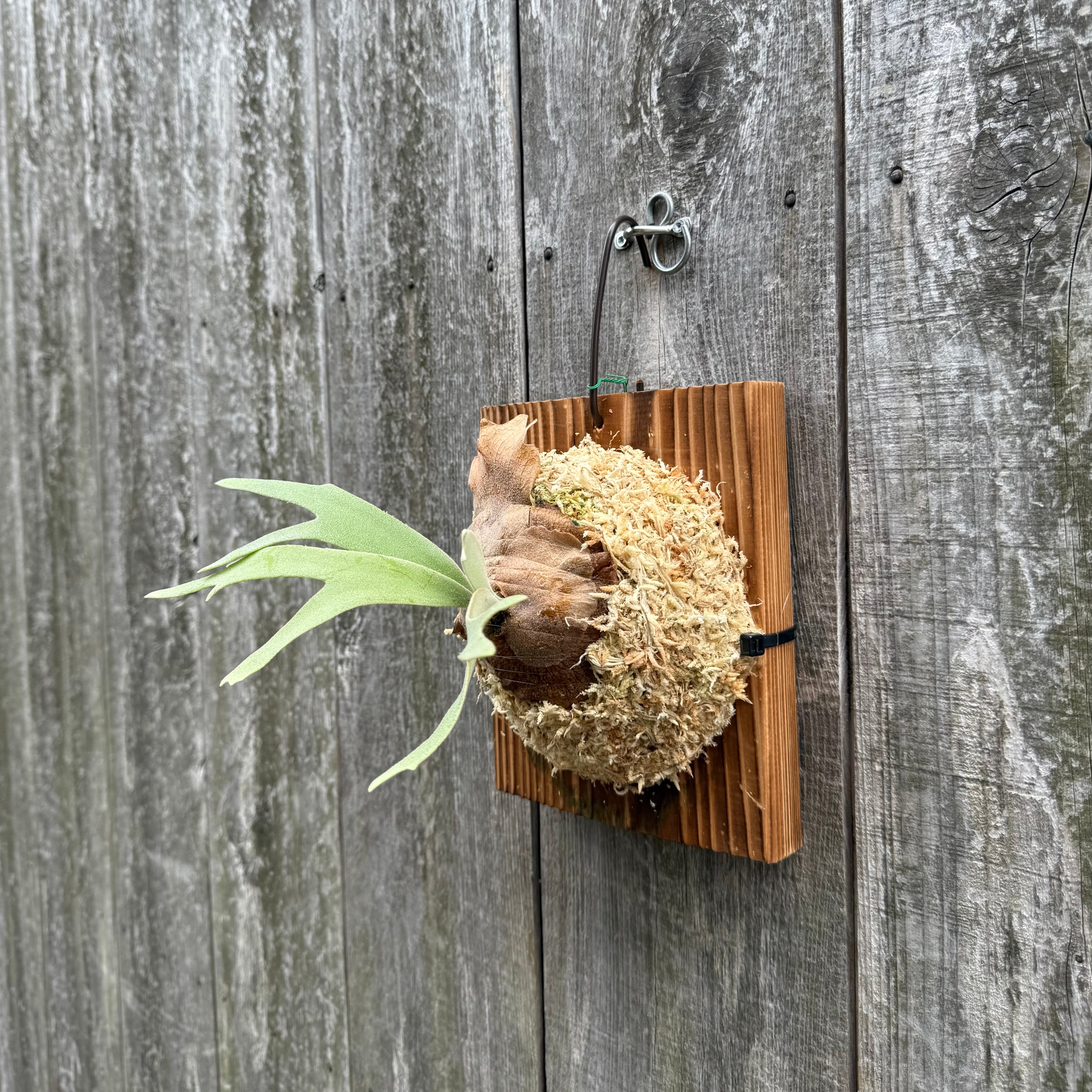 ビカクシダ P. willinckii cv. Sombrero P. willinckii cv. Sombrero