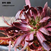 【PREMIUM】 抜き苗 フェニックスフレームバリエガタ 完成カラー Aeonium 'Phoenix Flame Variegated'
