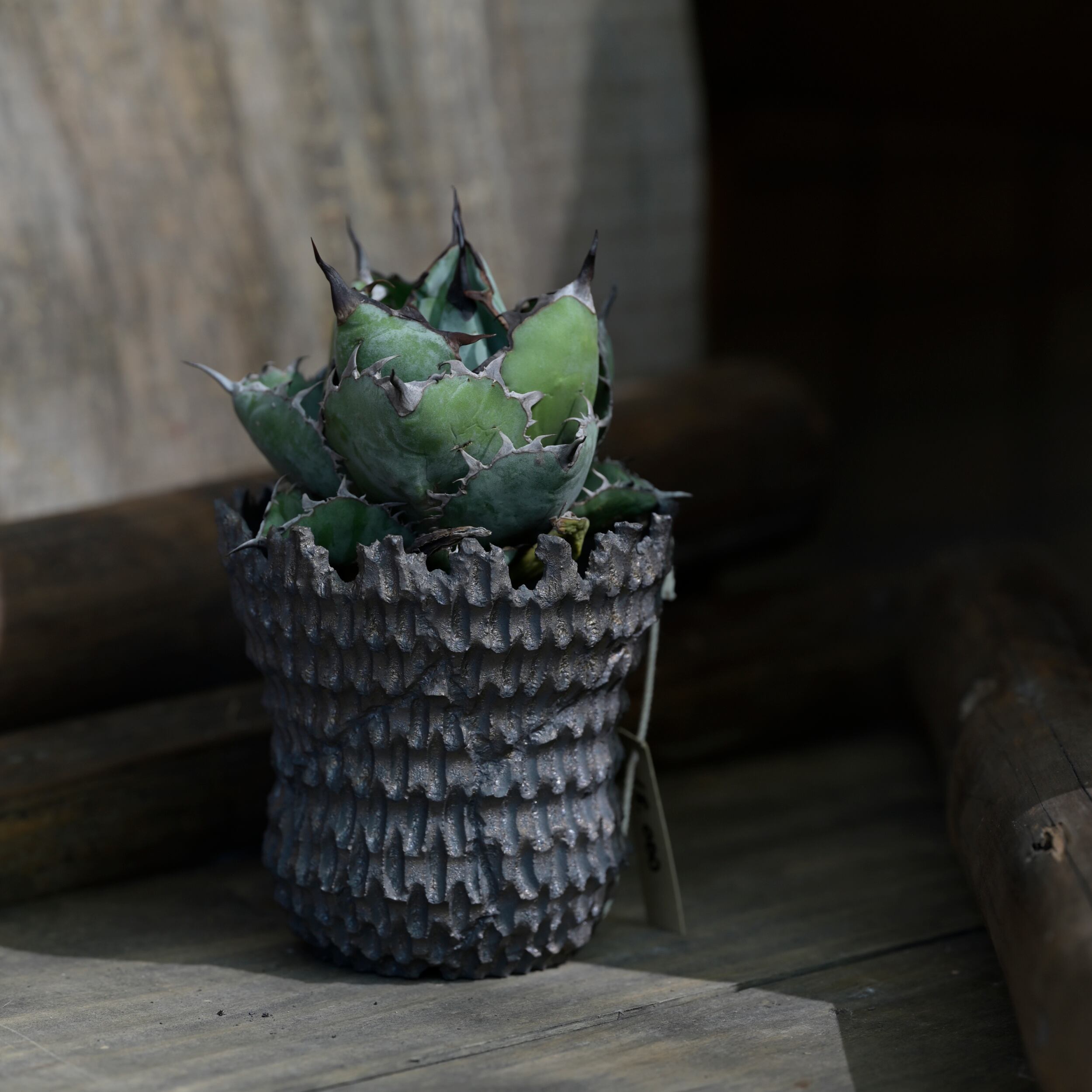 ytyf】HAGENE pot S | Agave Rocon