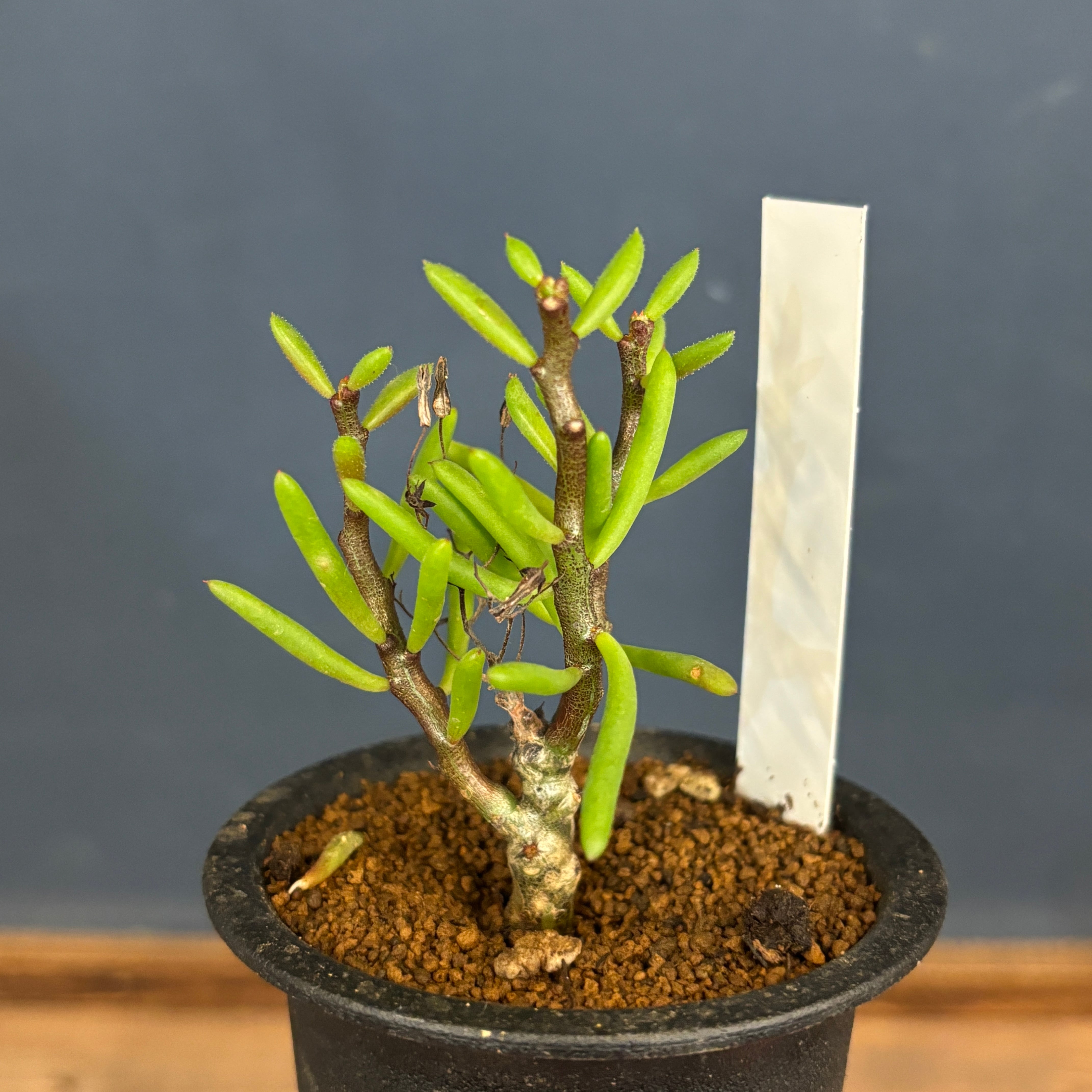 チレコドン ニグリカウリス【794】 | PROTOLEAF プロトリーフ