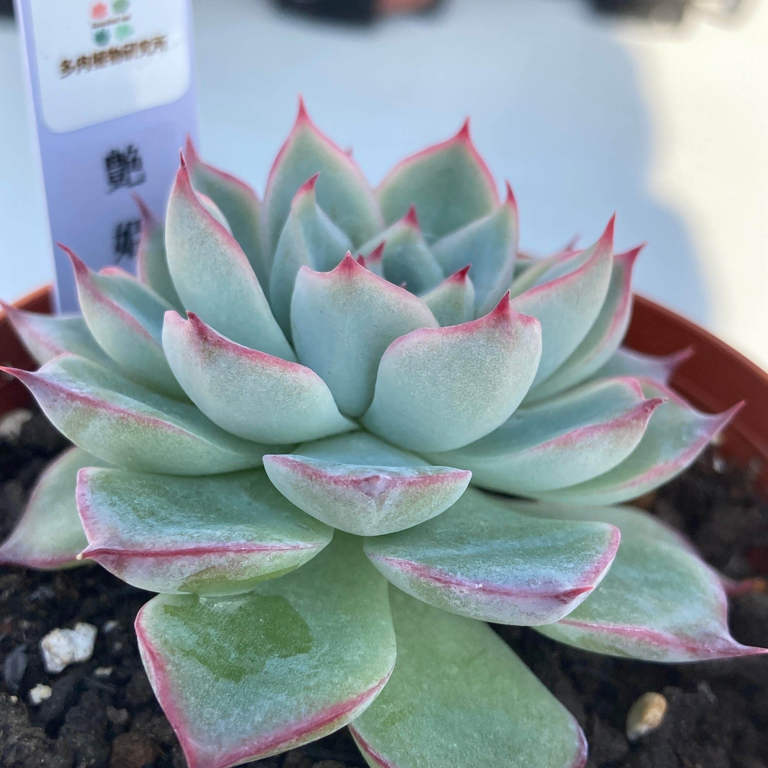 現物商品】艶姫 | 多肉植物研究所