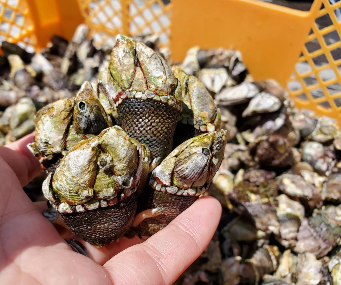 カメノテ 1kg 生 500g 2 でぃーぷまりん 深島
