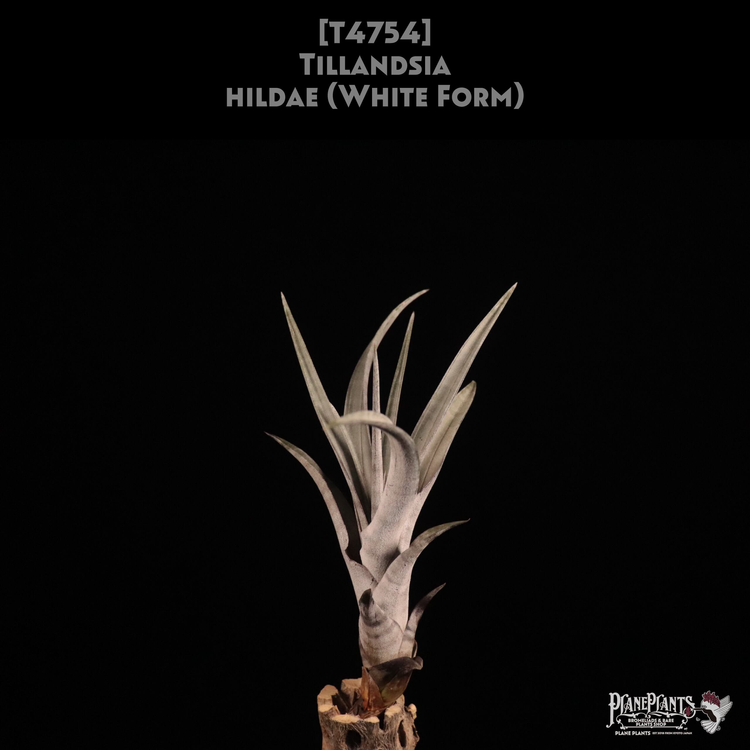 【reserved】 hildae (White Form)〔エアプランツ〕現品発送T4754