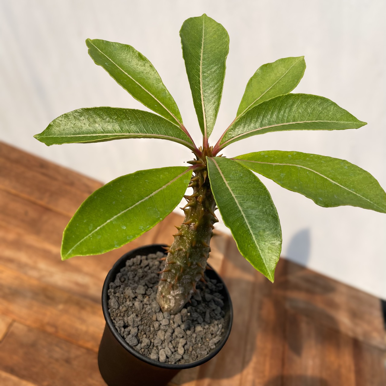 Pachypodium baroniik【パキポディウム・バロニー・実生】