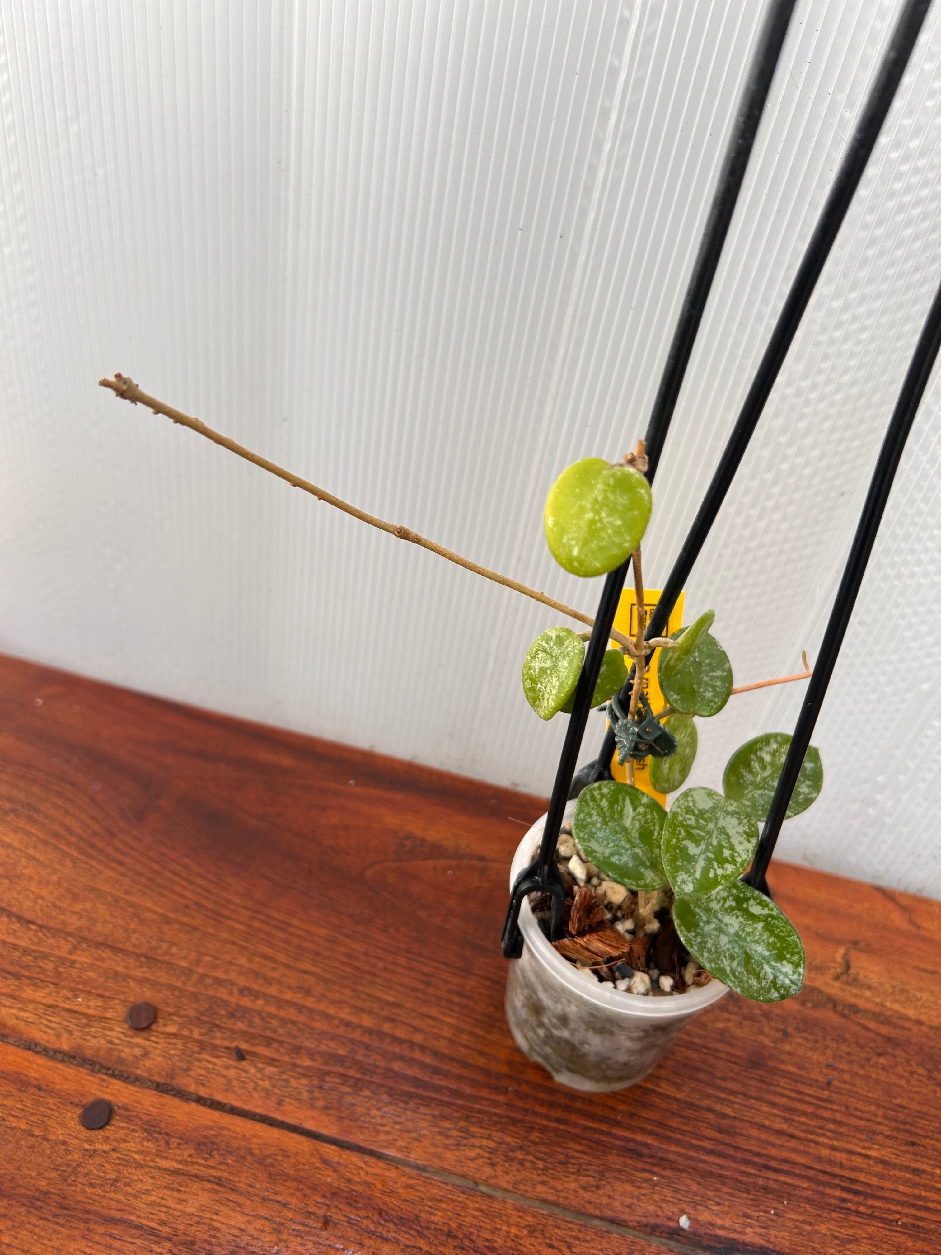 Hoya | BALI-AN 園芸