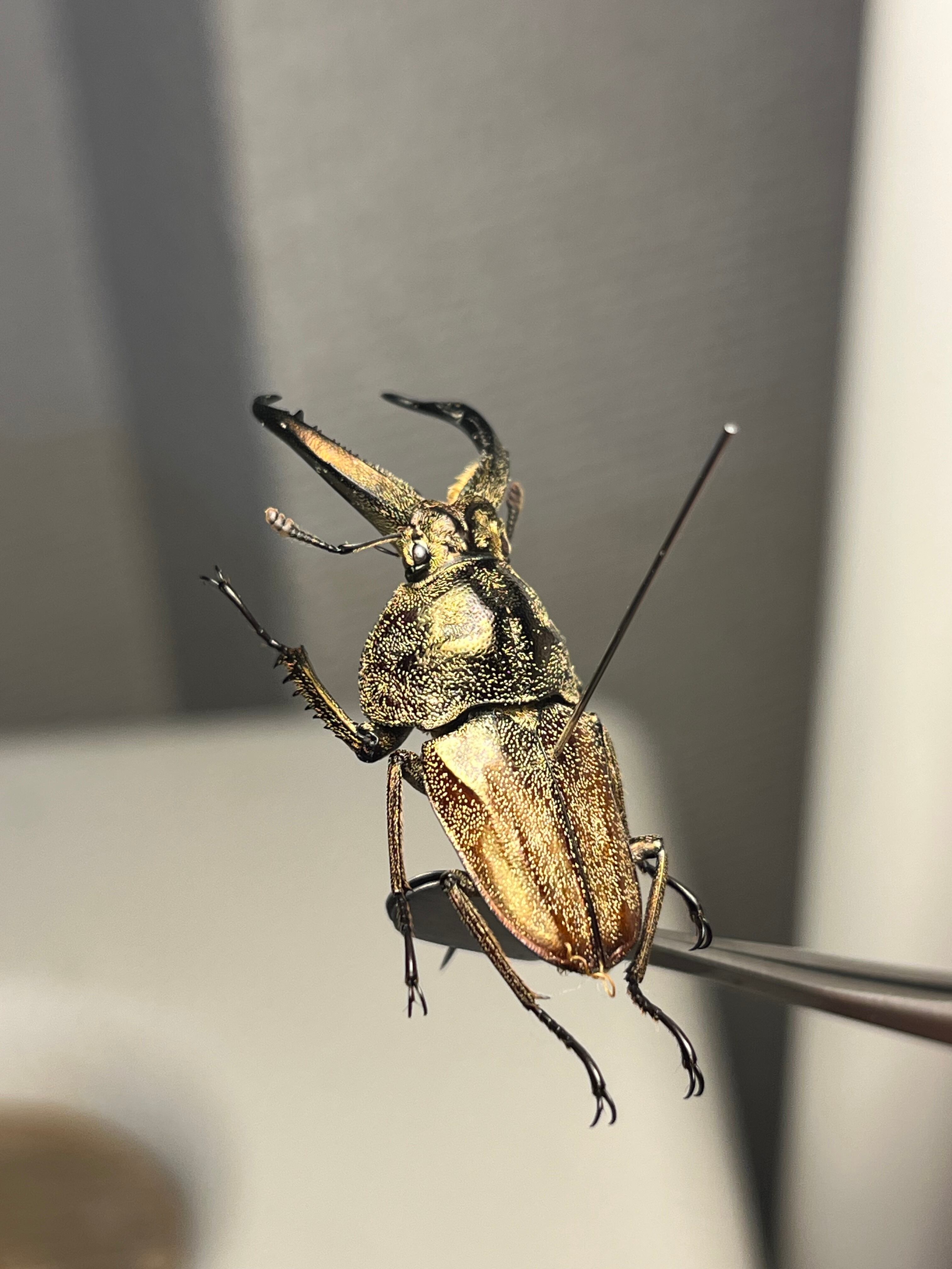 ※美麗　ババオウゴンオニクワガタ♂野外標本 34mm♂】リンデコフキクワガタ 標本 ババオウゴンオニクワガタ ドウ