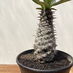 Euphorbia pachypodioides【ユーフォルビア・パキポディオイデス】