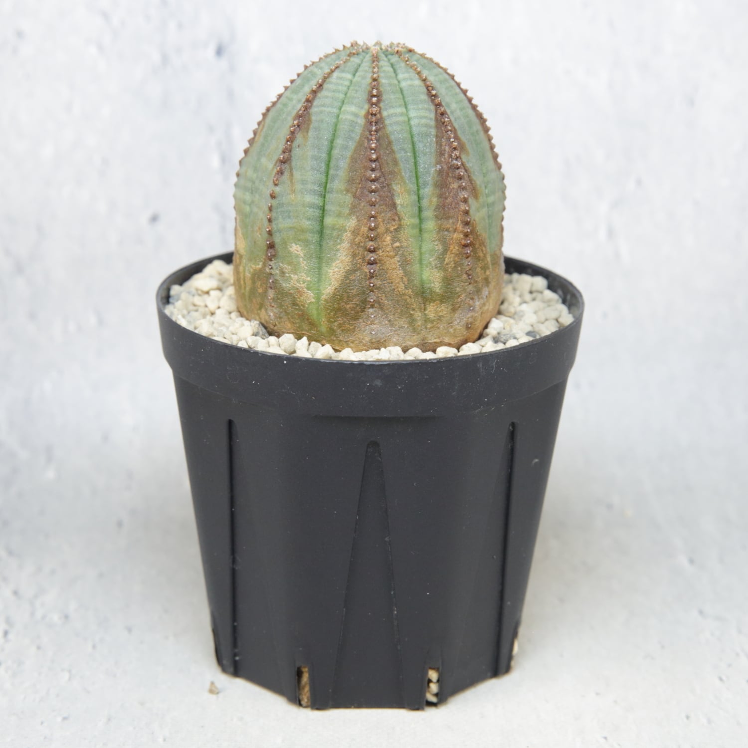 オス株 美模様 木質化 オベサ / ユーフォルビア | LIGHTHOUSE.PLANTS