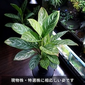 【特選親株・子株3本】アグラオネマ・カーティシー　Aglaonema nitidum 'Curtisii'