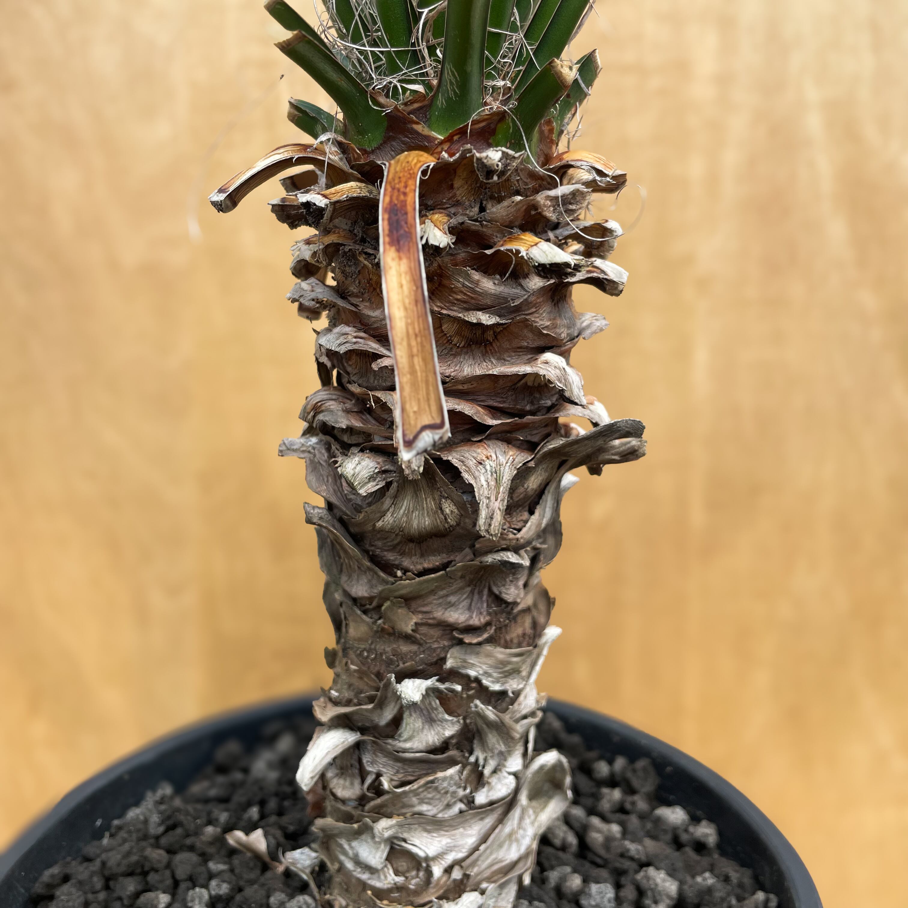 Yucca filifera【ユッカ・フィリフェラ】 | RIMO'S GREEN 【Saboten