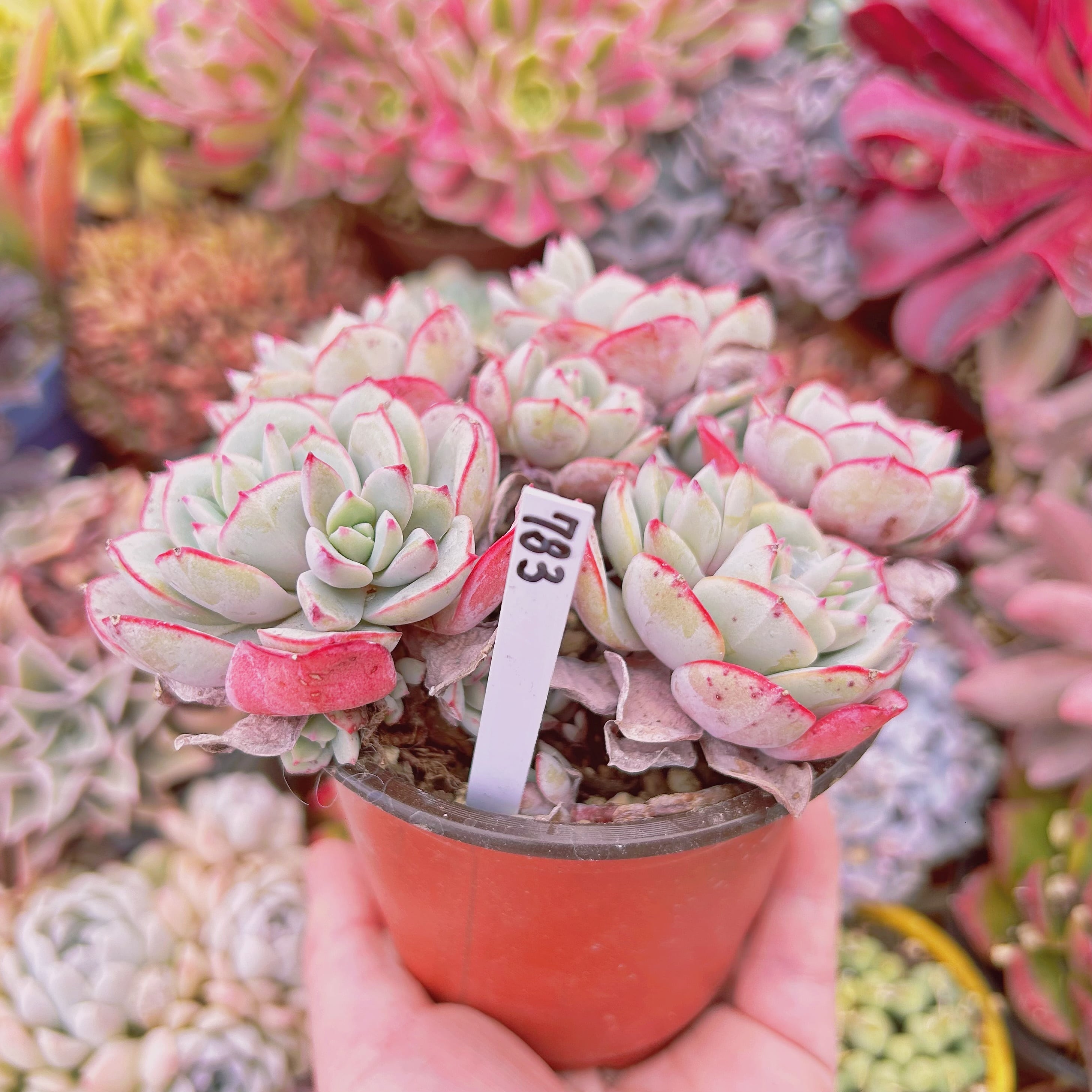 783現物 多肉植物 ラウ065 特大 | るる農園~多肉植物専門
