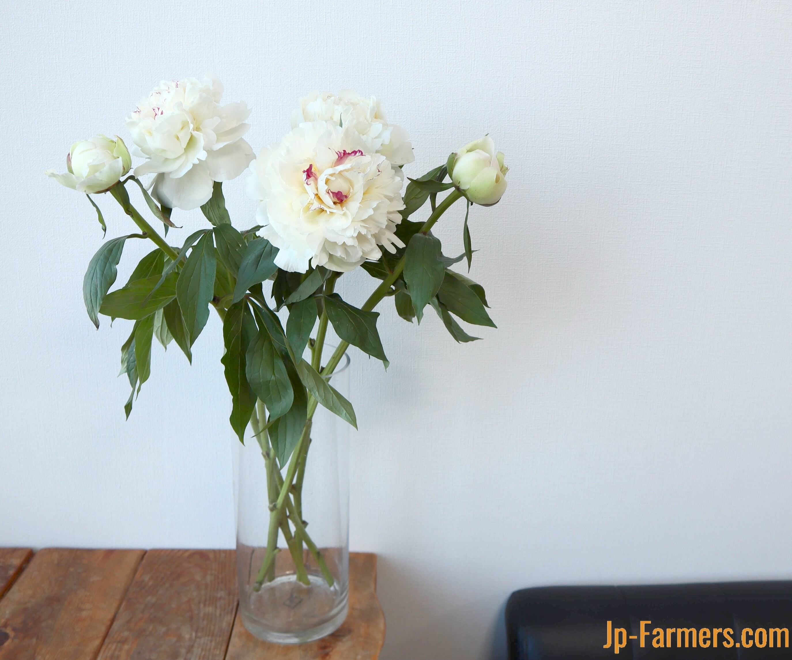 オクシナノフラワー 伊東清一 芍薬 氷点 10本 Jp Farmers Com