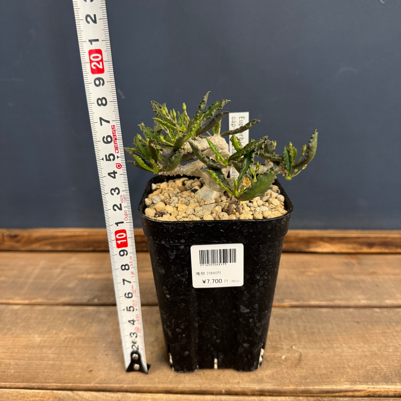 ユーフォルビア　カプサインテマリエンシス【1021】