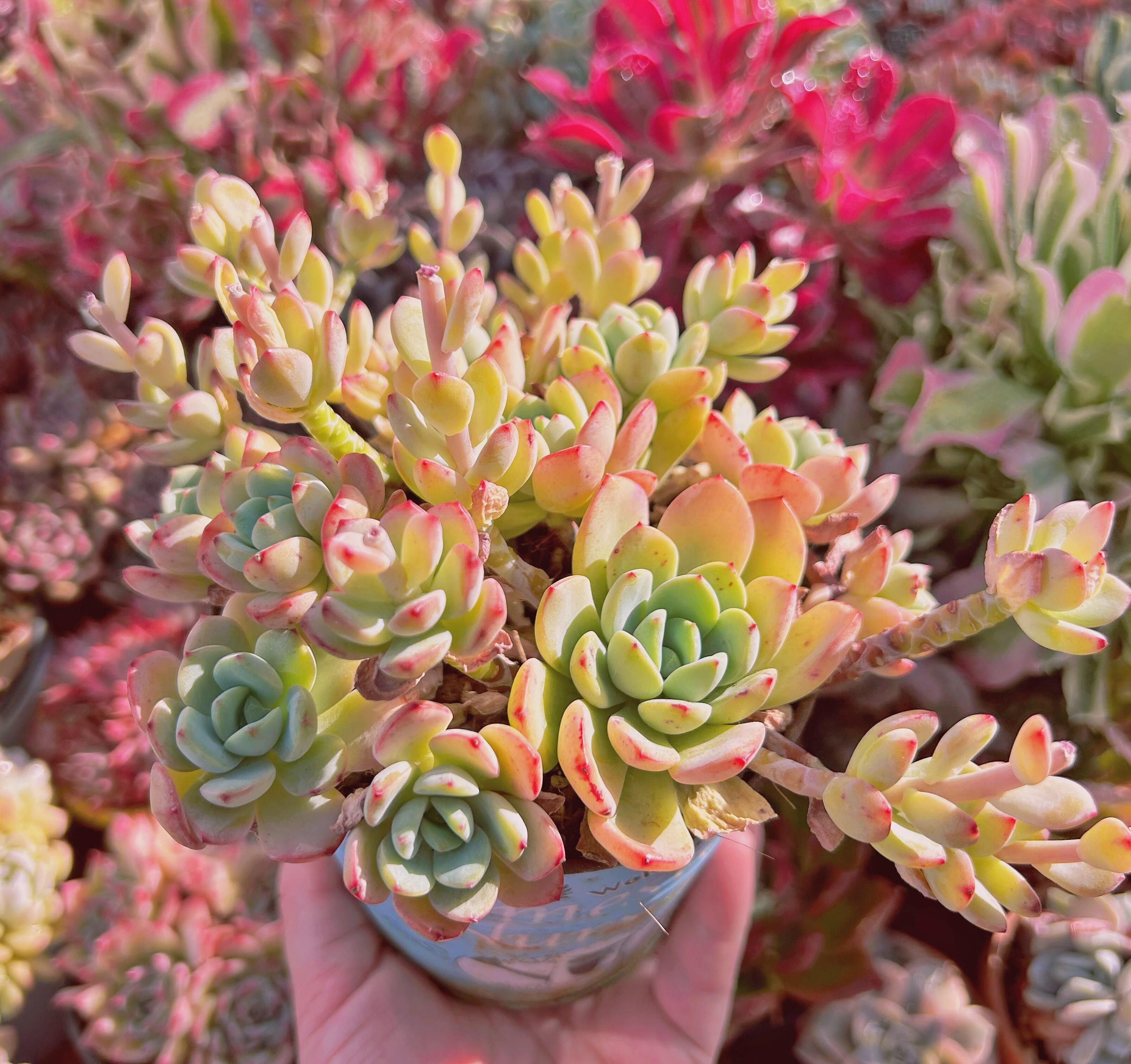 #206現物　多肉植物　新品種　春の霜　