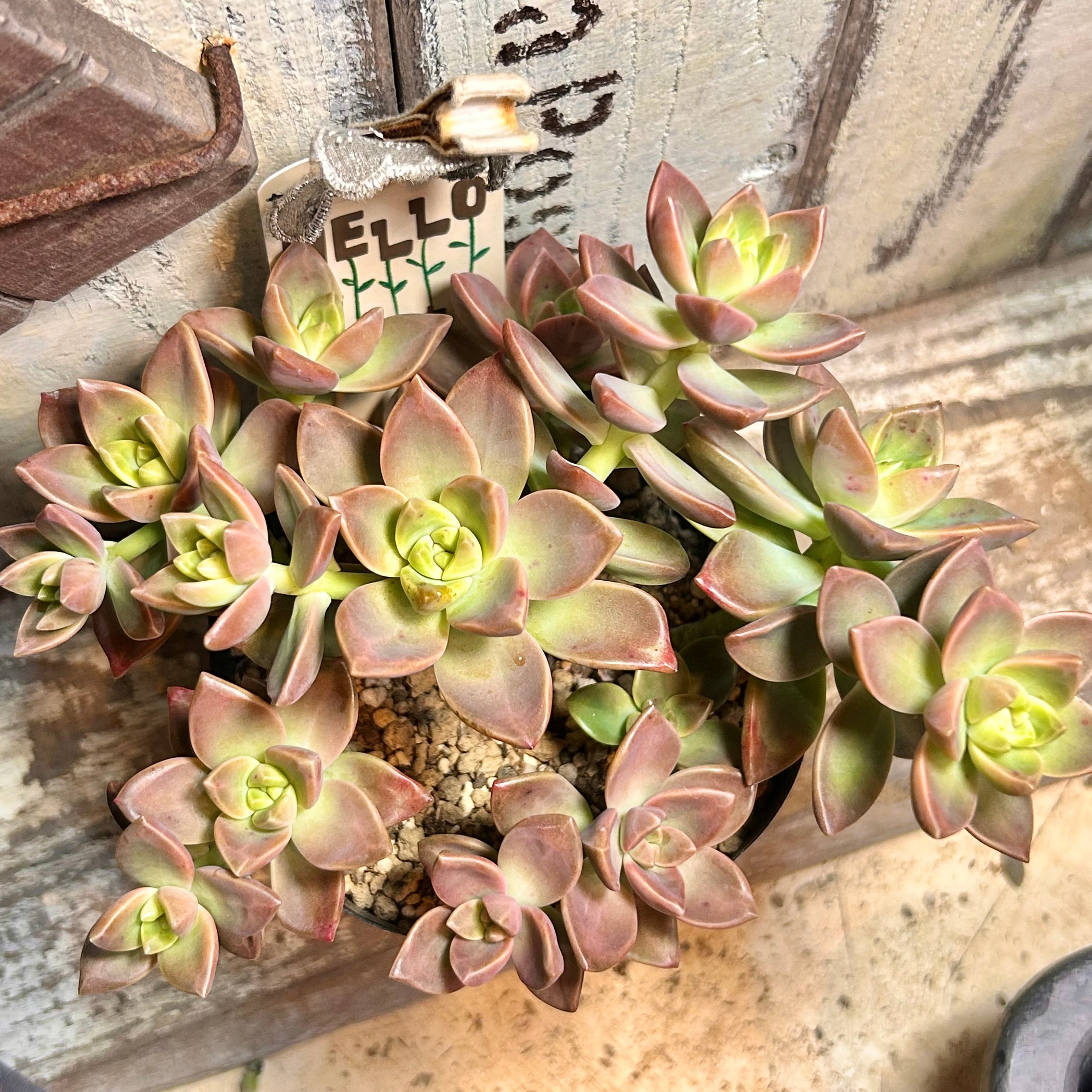 コーニッシュトリビュート アエオニウム | RuPo 多肉植物専門店