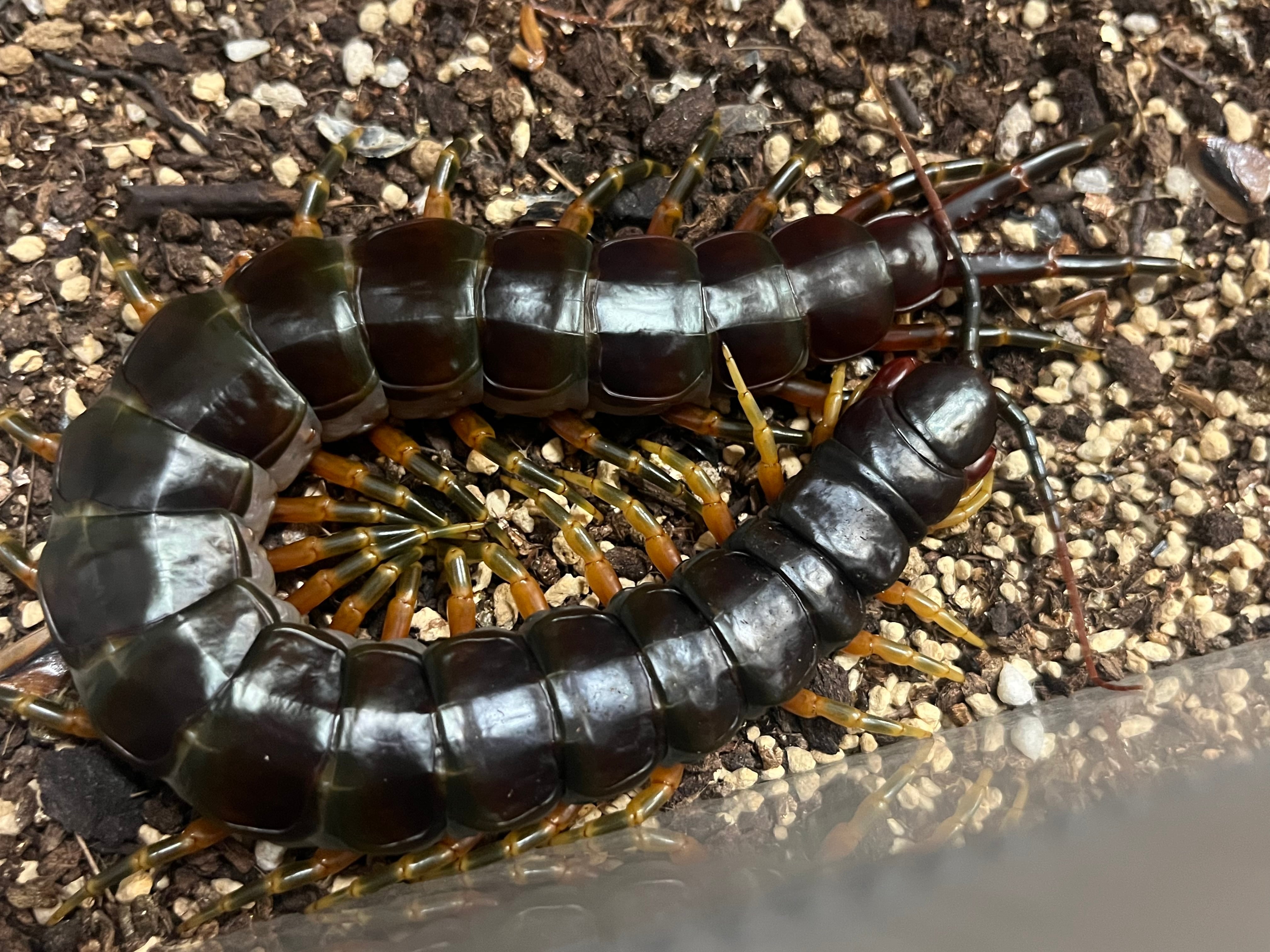 ムカデ | オモニキチュウ