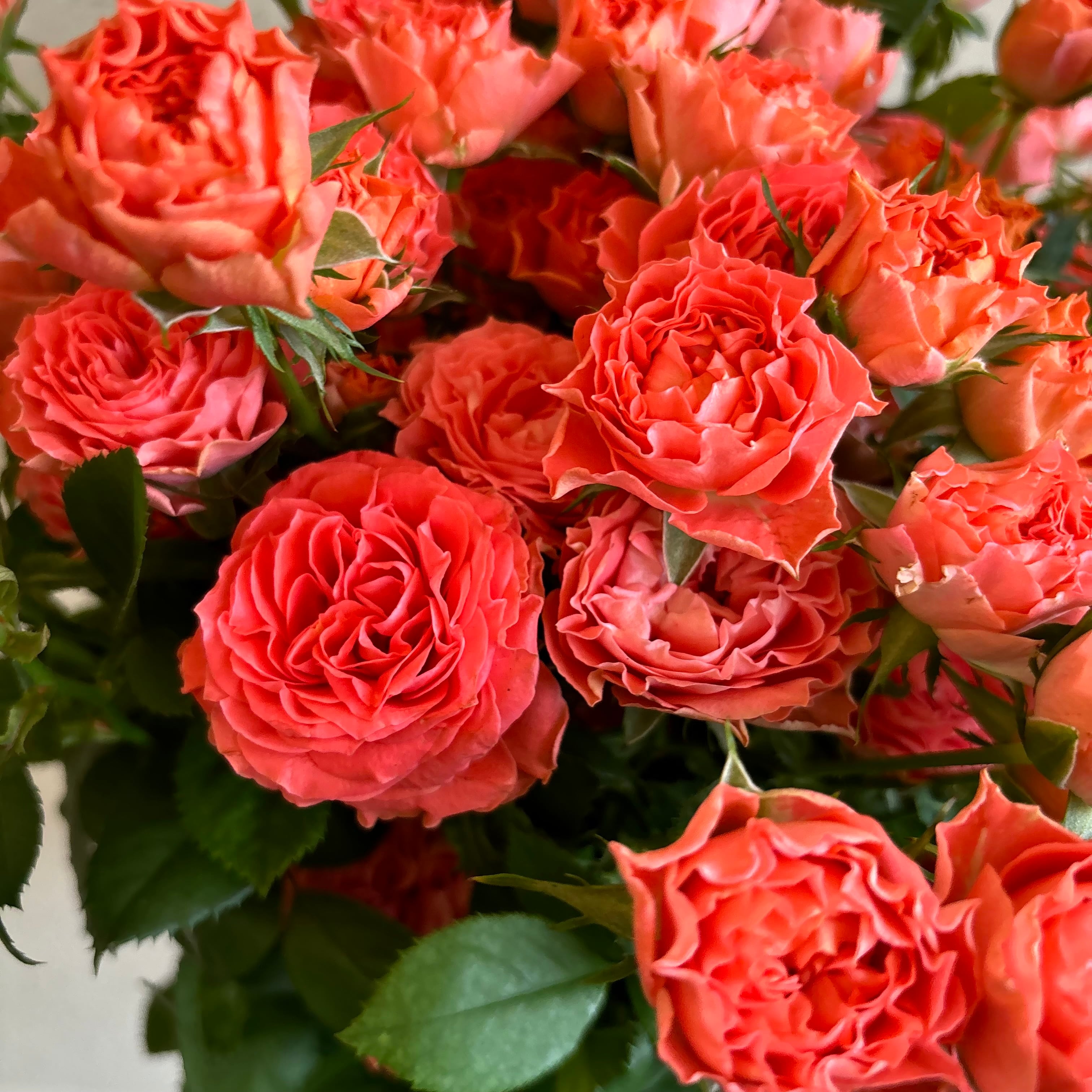 FINEROSE ☆SPバラ 品種名：トリックオアトリート | 新鮮