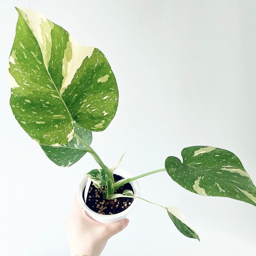 【数量限定】斑入りモンステラ タイコンステレーション No.3 観葉植物 calm cafe