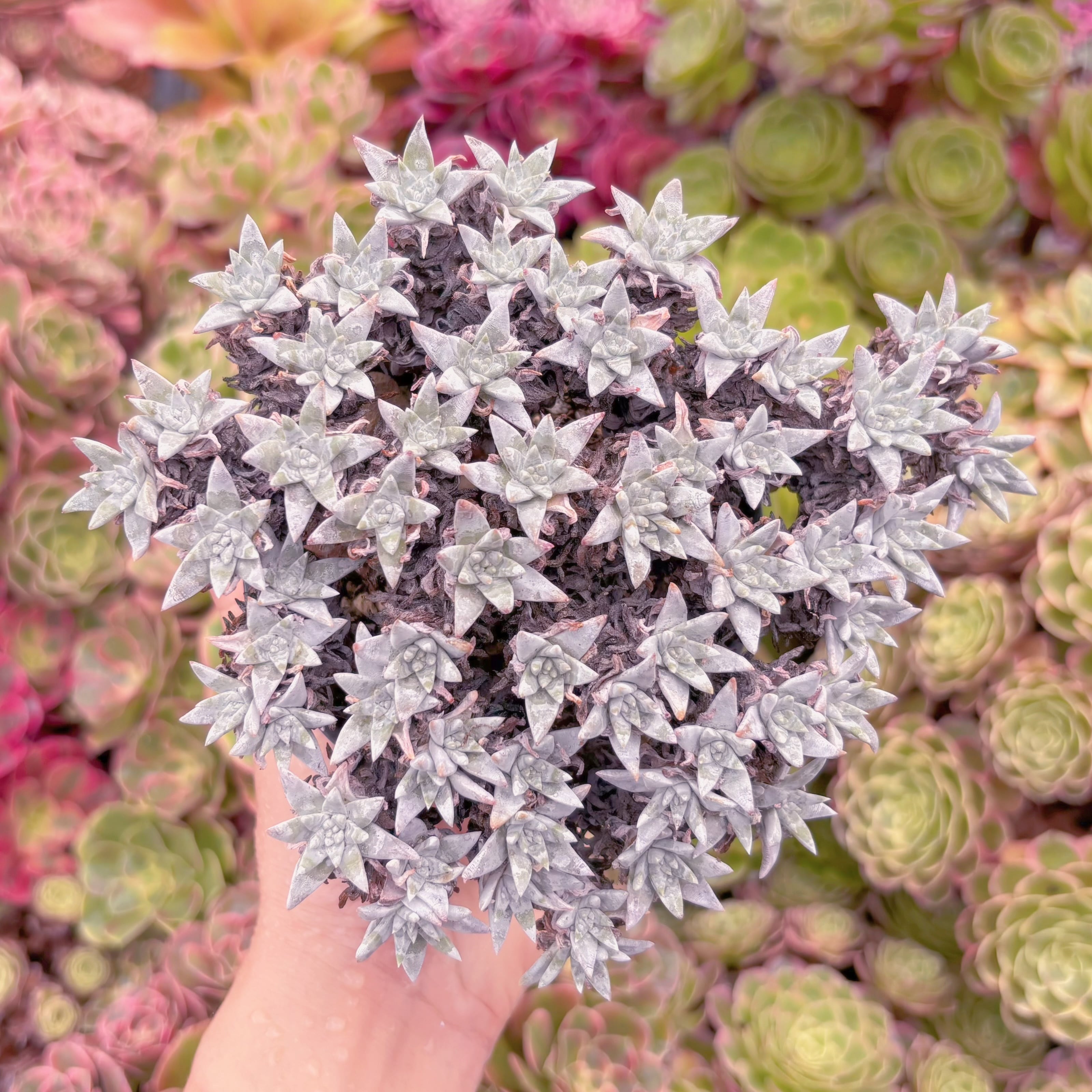 現品　白菊 ダドレアグノマ#K553　大群生　るる農園