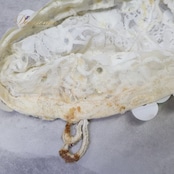 社交ダンス 衣装 ラテン ドレス ワンピース ホワイト系 ベージュ系 アトリエ ミワ Atelier Miwaアイボリー 白 レース デモ 競技 ダンス パーティ 発表会 装飾 フリンジ デモンストレーション 競技会 パーティー イベント 舞台衣装 オフホワイト 装飾 優しい色 女性用