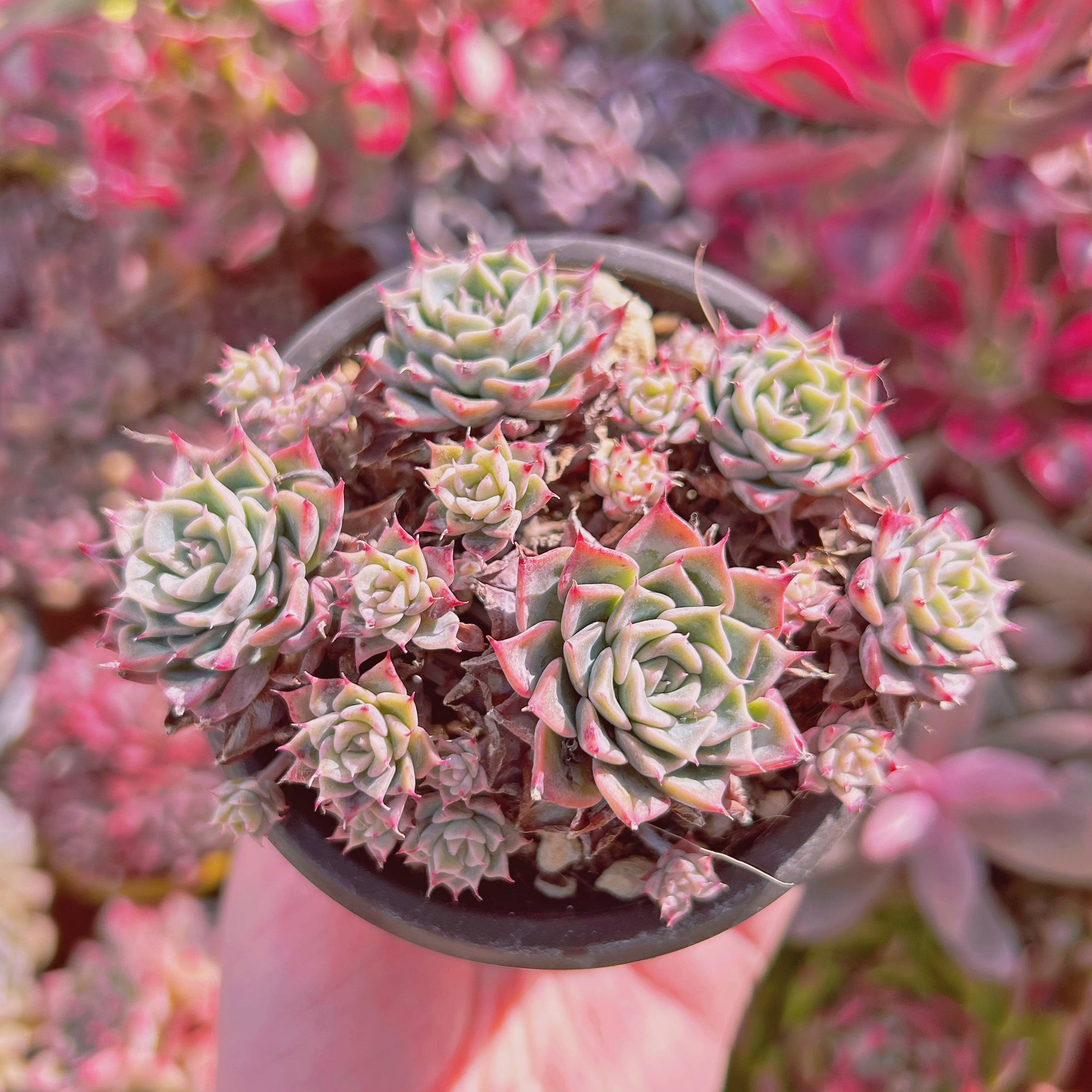 #791現物　多肉植物　Echeveria 沙羅姫牡丹xヘルビンゲリ　抜き苗