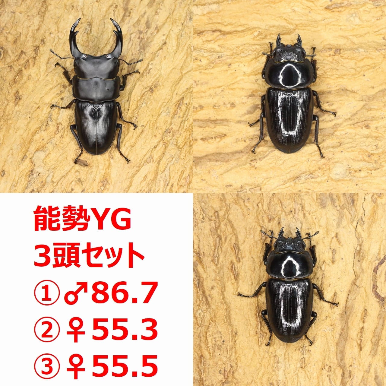 ROCKET SHOP【オオクワガタ販売】
