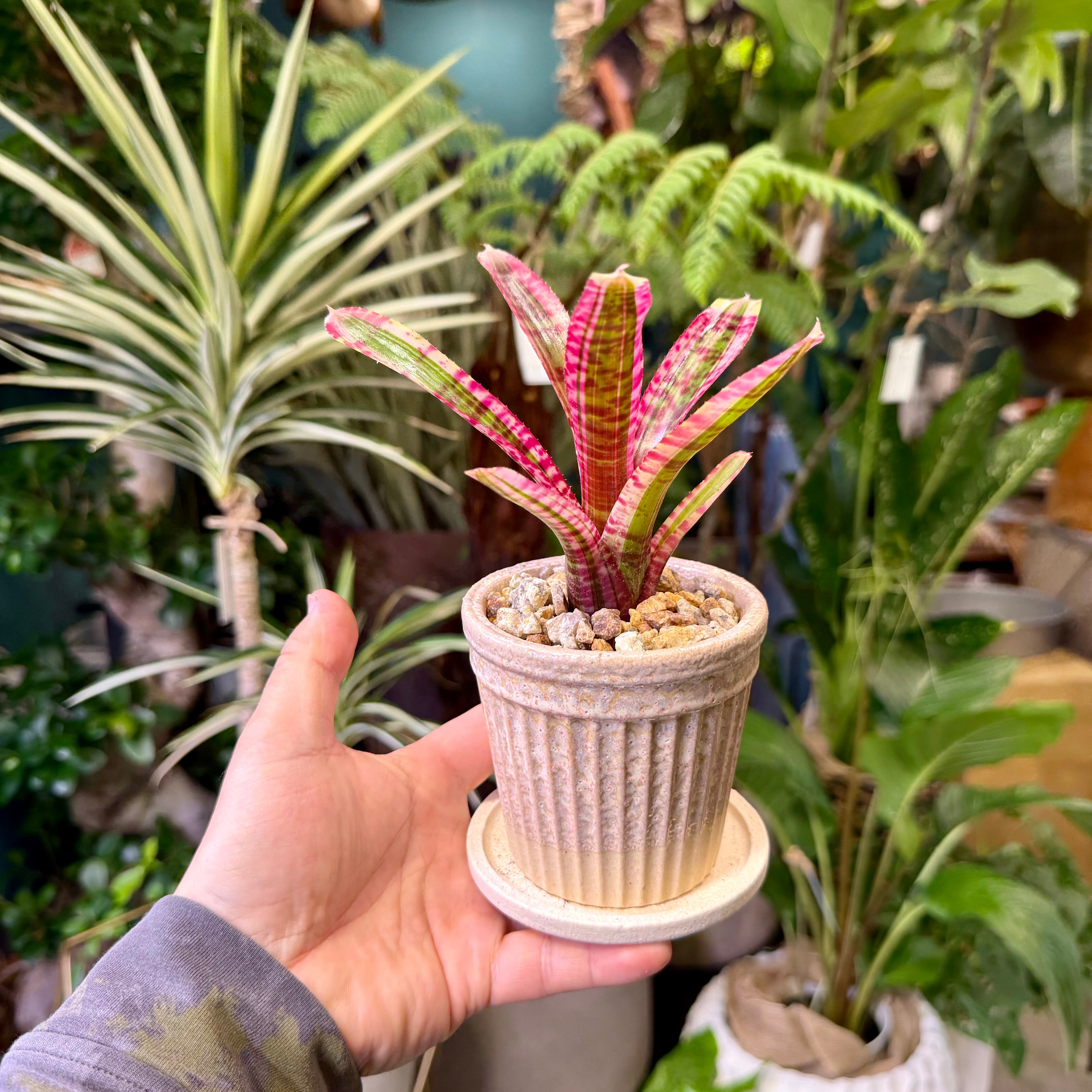 ネオレゲリア・ホワイトホットエンバー | barrelplants_BONSAI