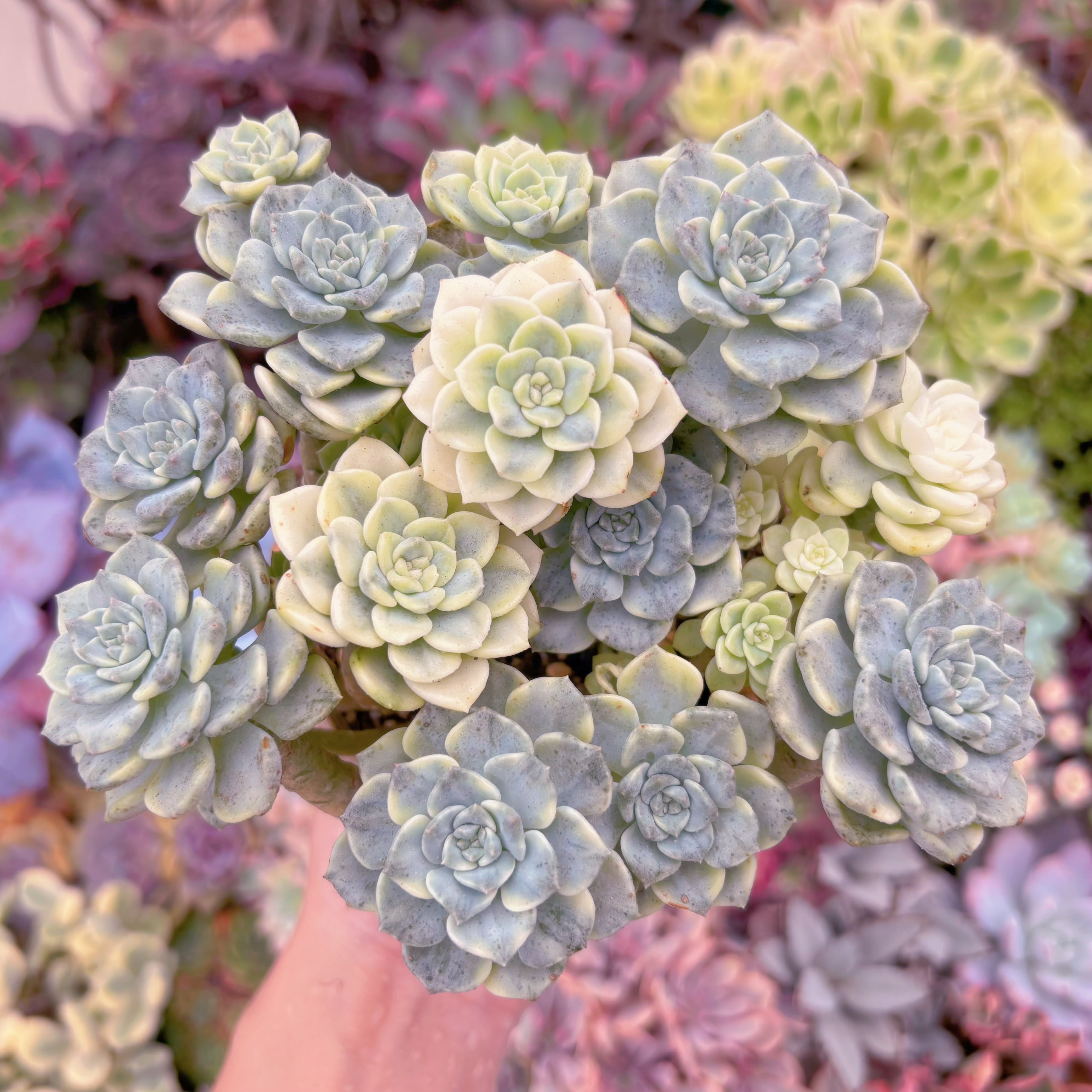 現品　ティンカーベル錦#888　大群生　新入荷　るる農園